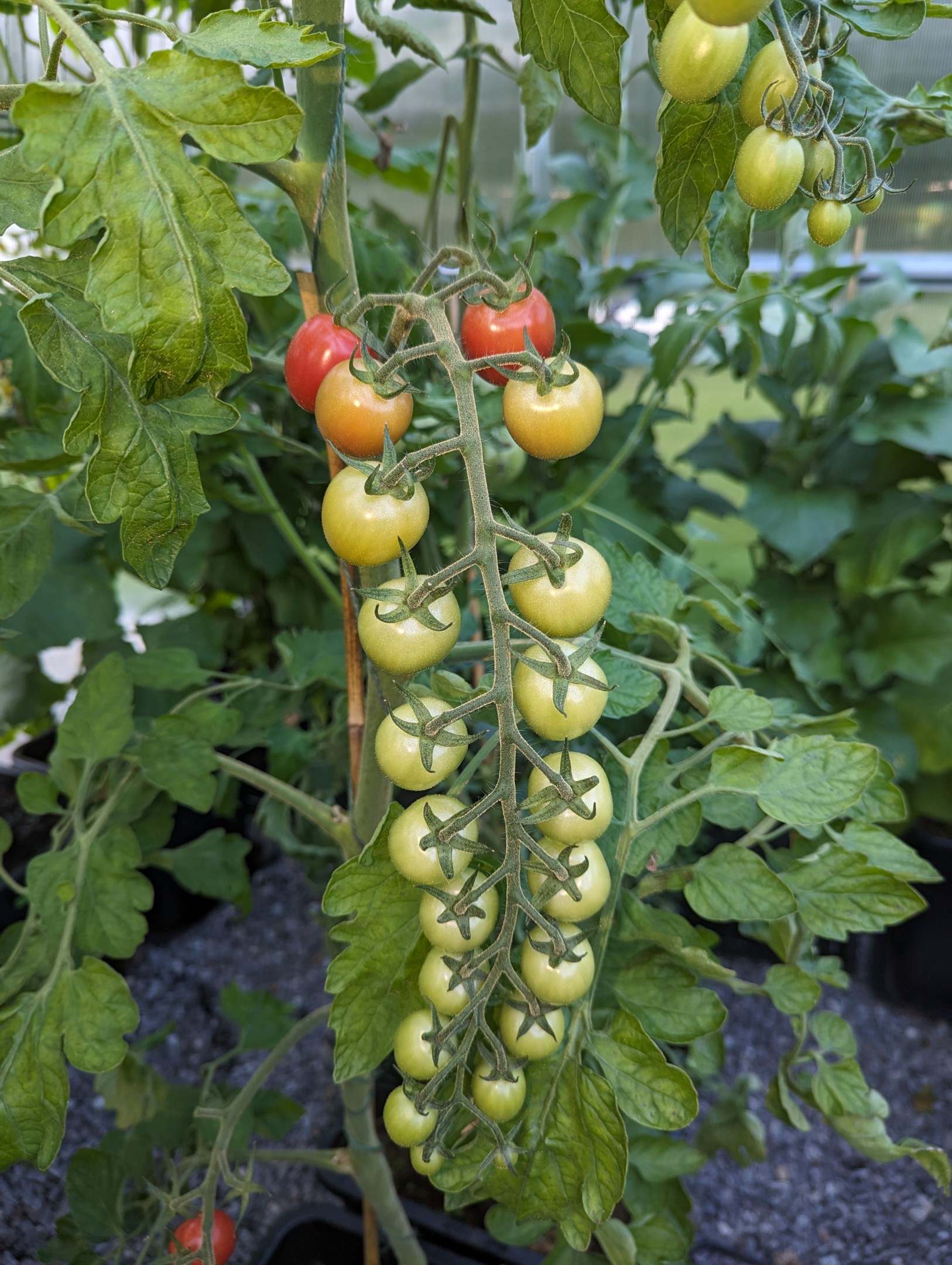 Säljarens sommarbild