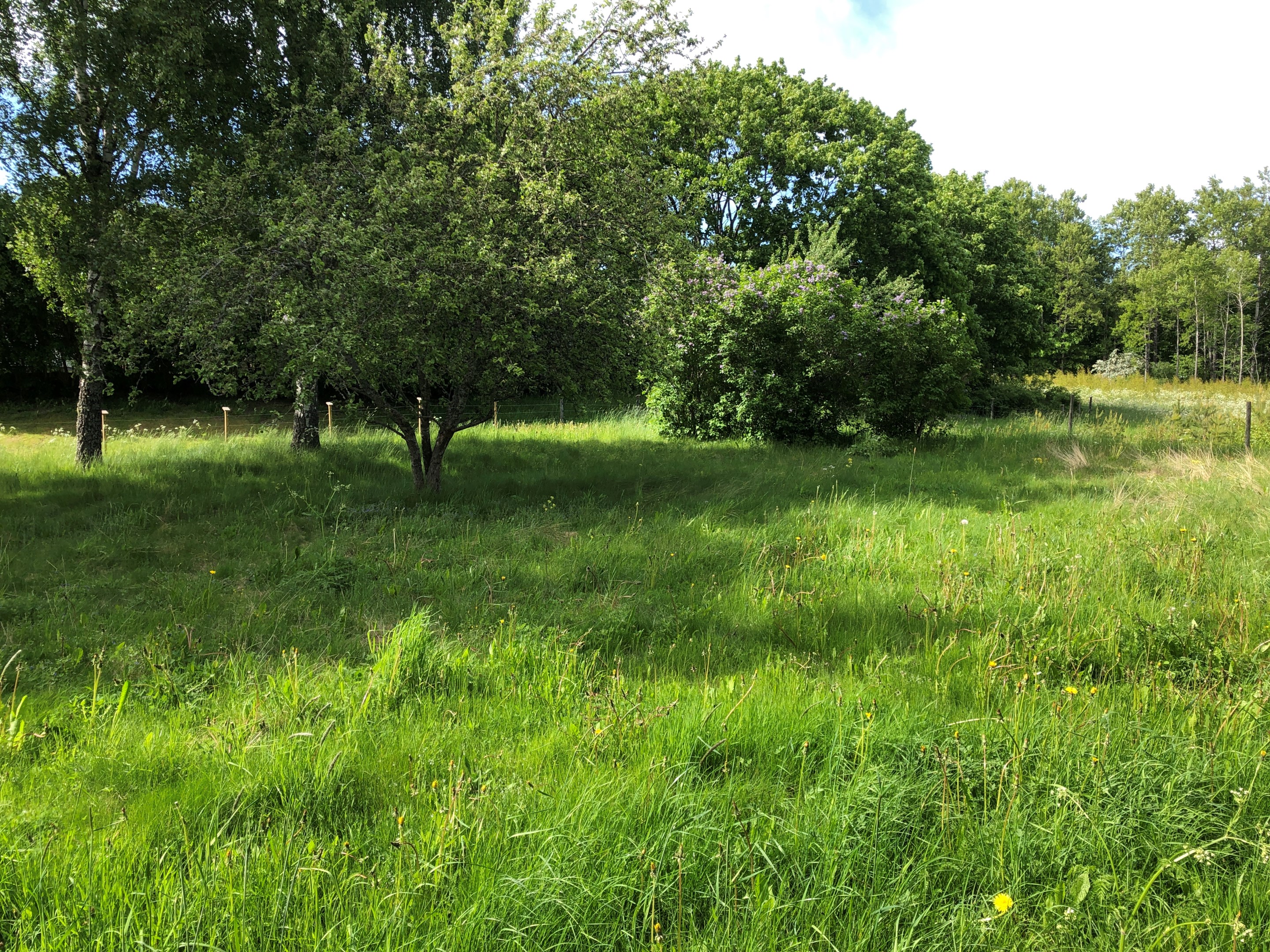 Del av tomten plan mark (äldre sommarbild från säljare)