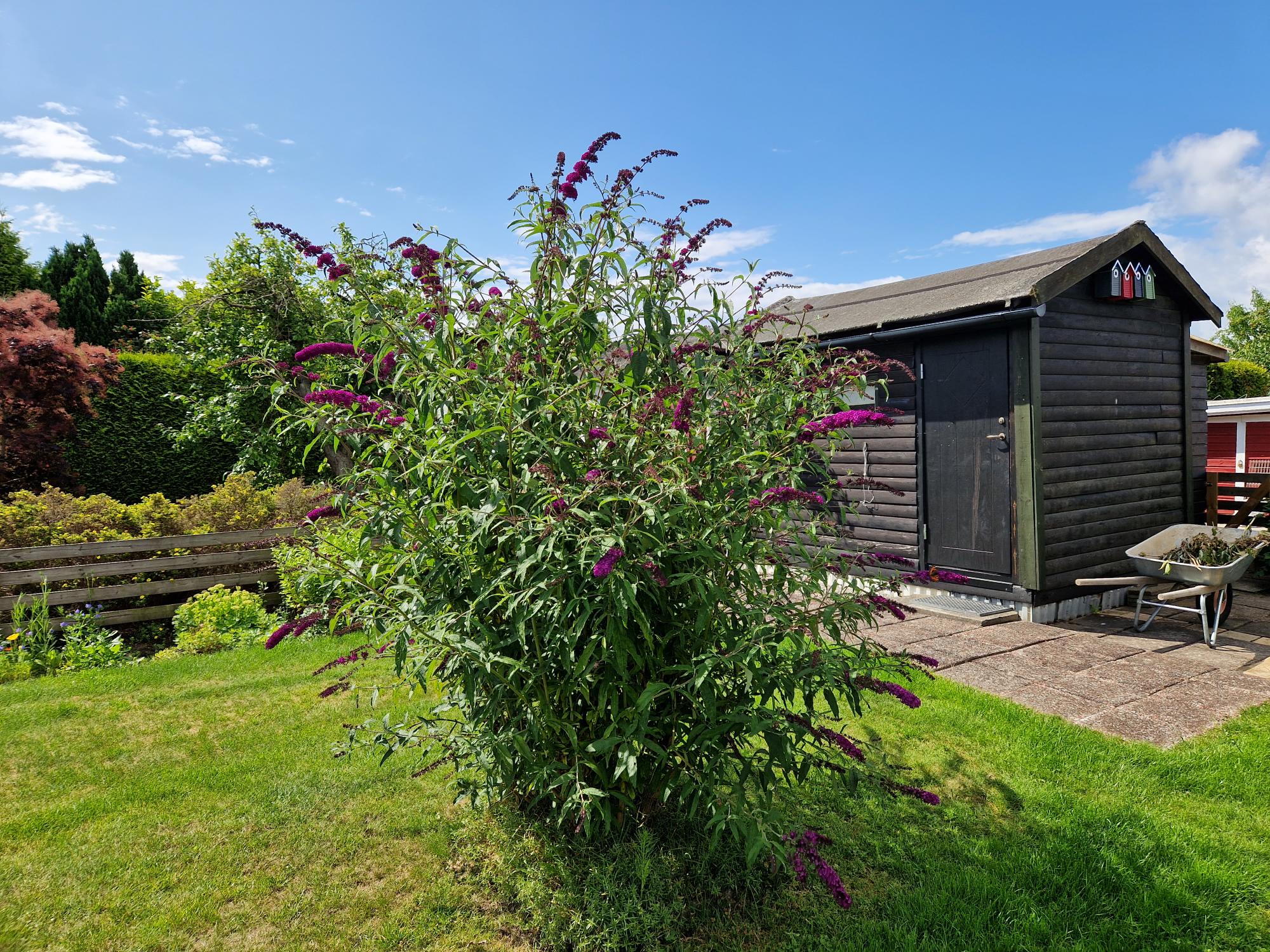 Fjärilsblomma - kunds bild sommar/vår