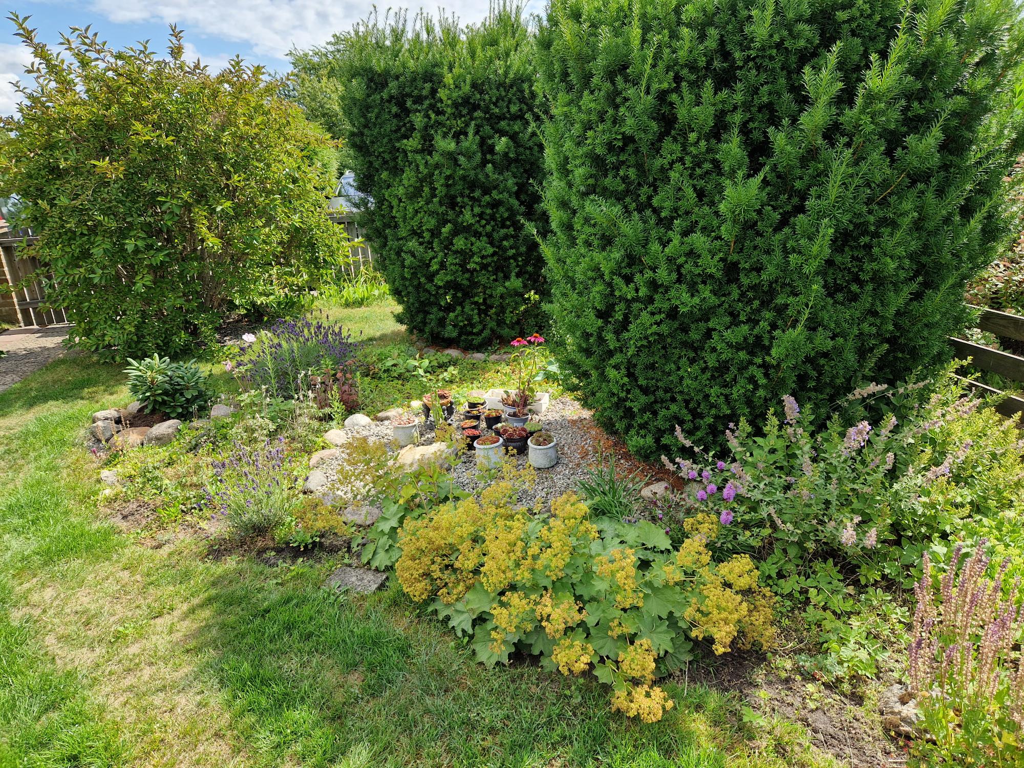 Planteringar tomt - kunds bild sommar