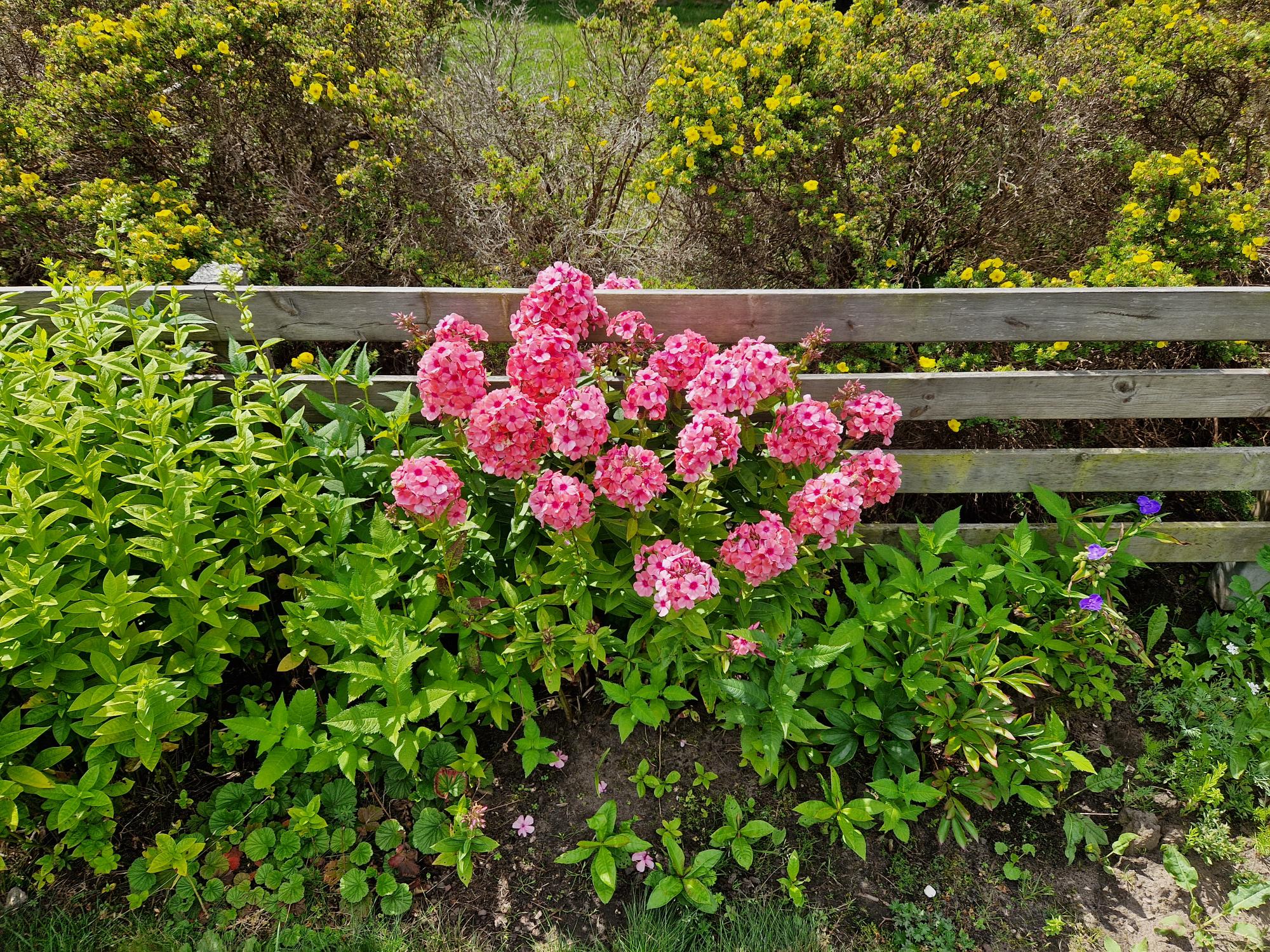 Perenn - kunds bild sommar/vår