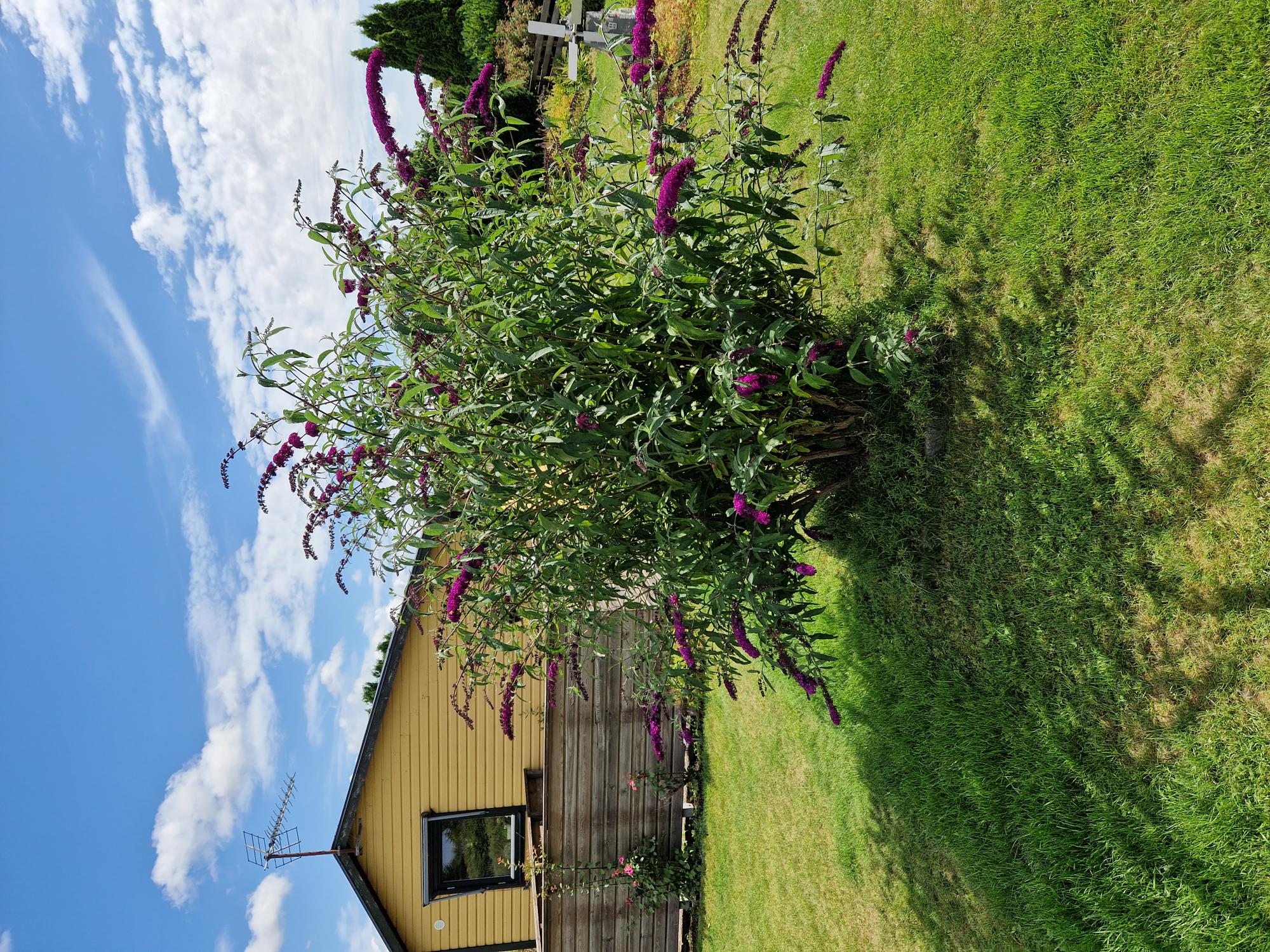 Fjärilsbuske - kunds bild sommar/vår