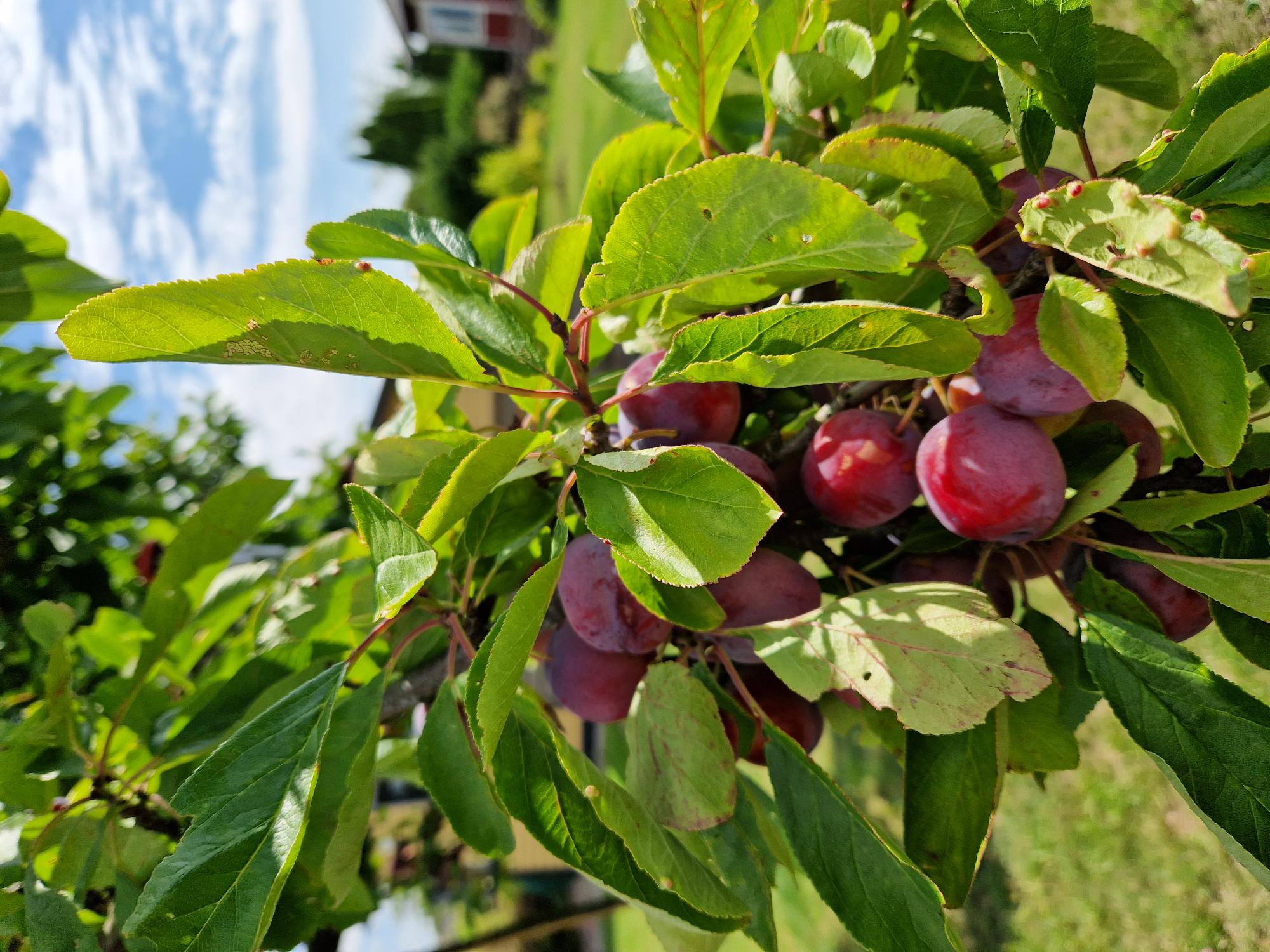 Plommon - kunds bild sommar/vår