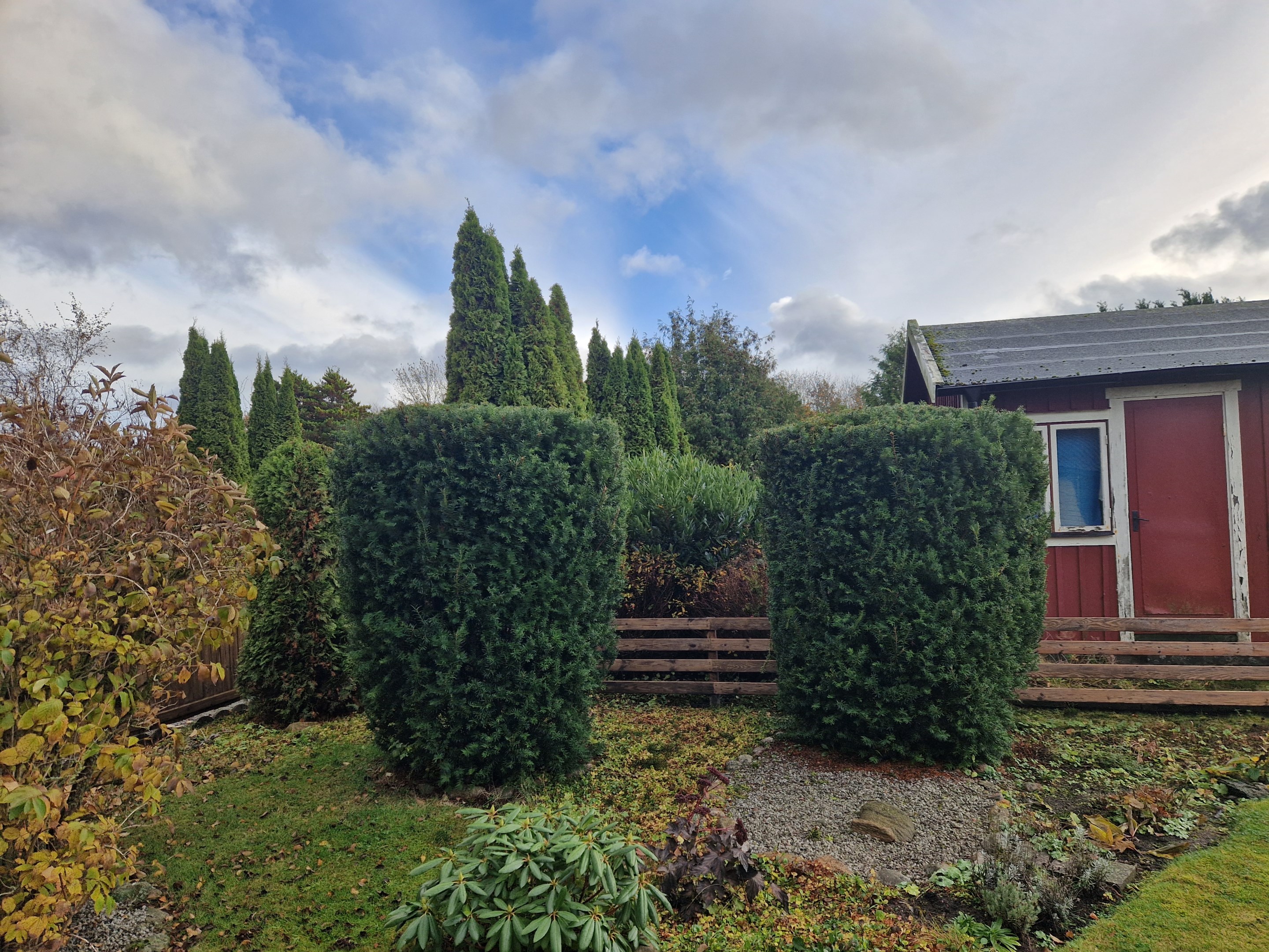 Växter och blommor - kunds bild sommar/vår