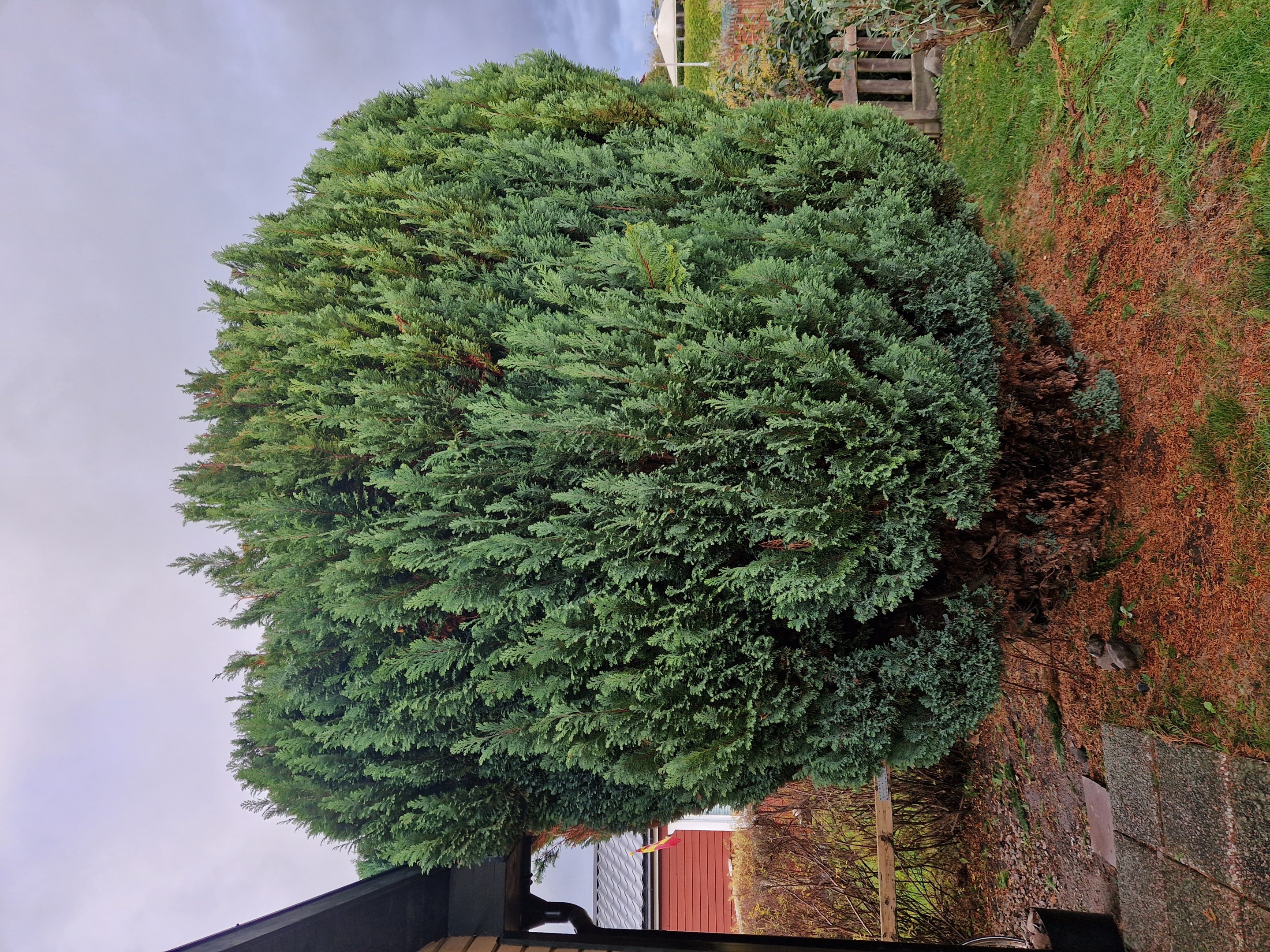 Stor en som ger fint skydd - kunds bild sommar/vår