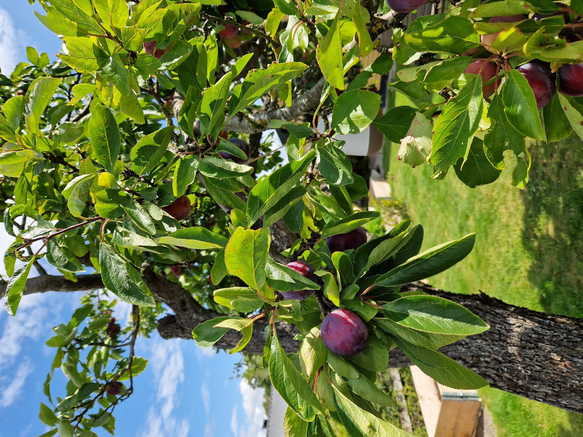 Plommon träd - kunds bild sommar/vår