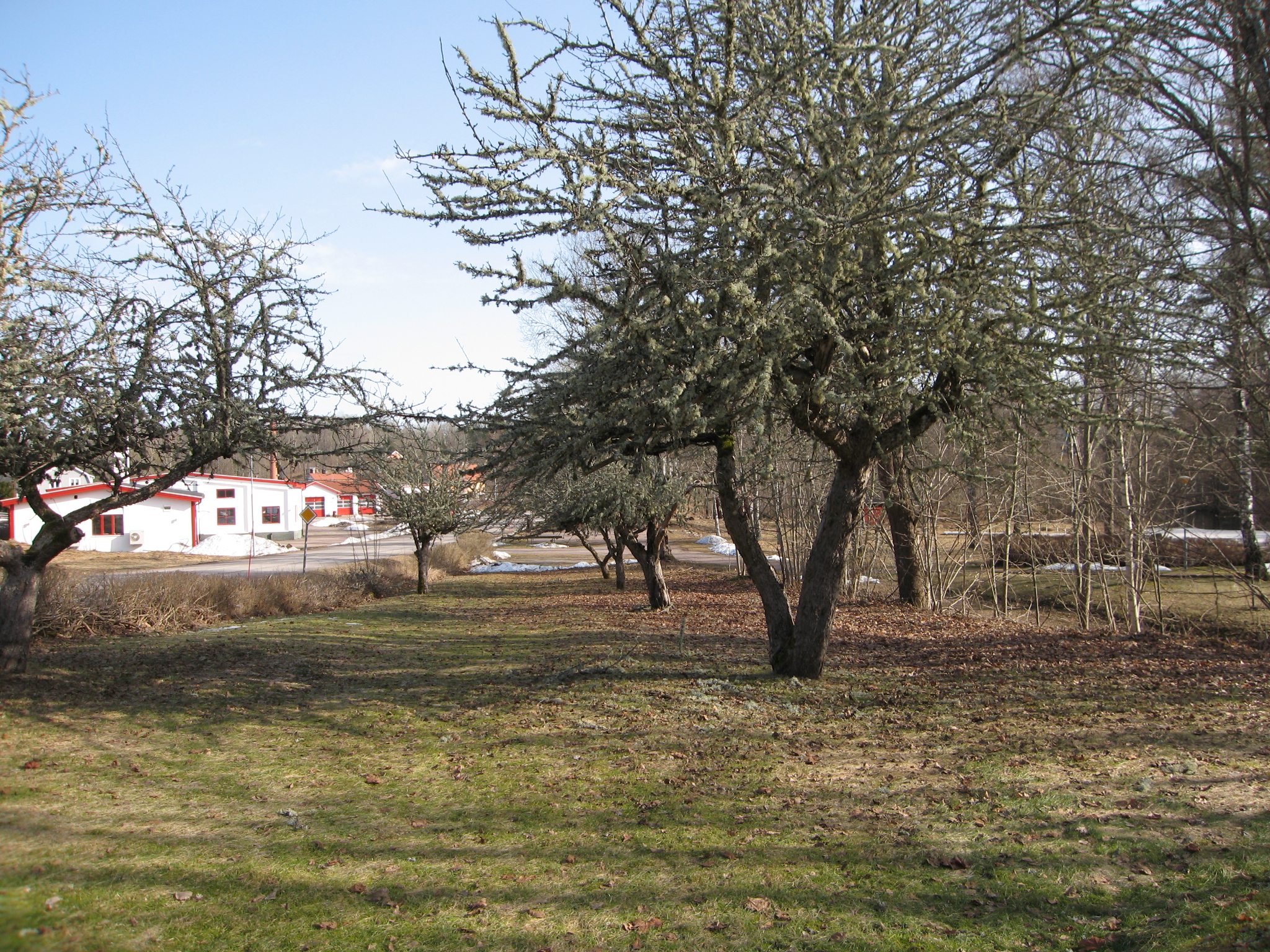 Äppel lund