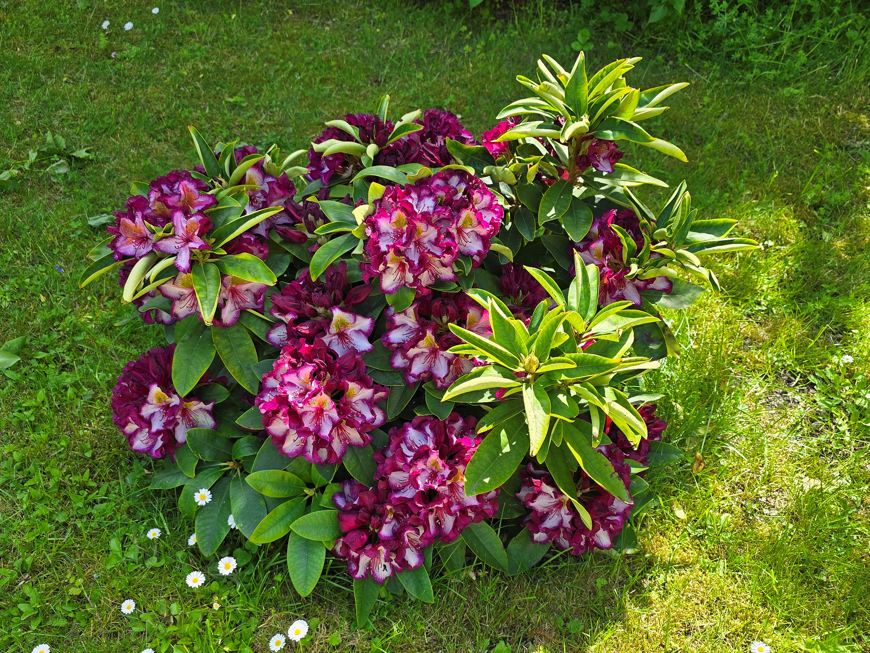 Rhododendron