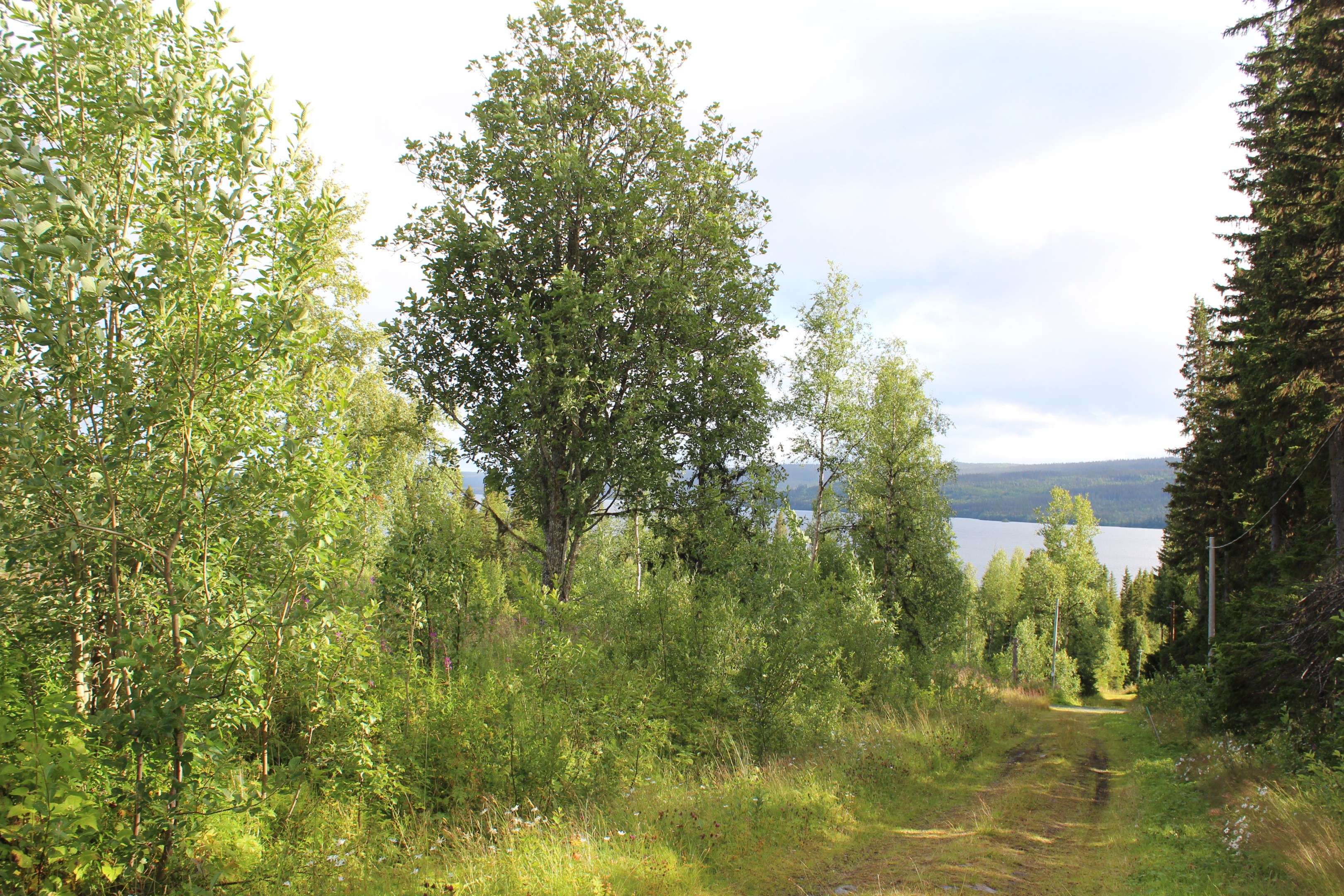 Väg väster om tomten