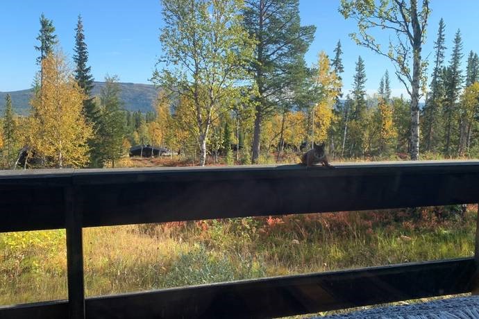 Tillbaka till naturen