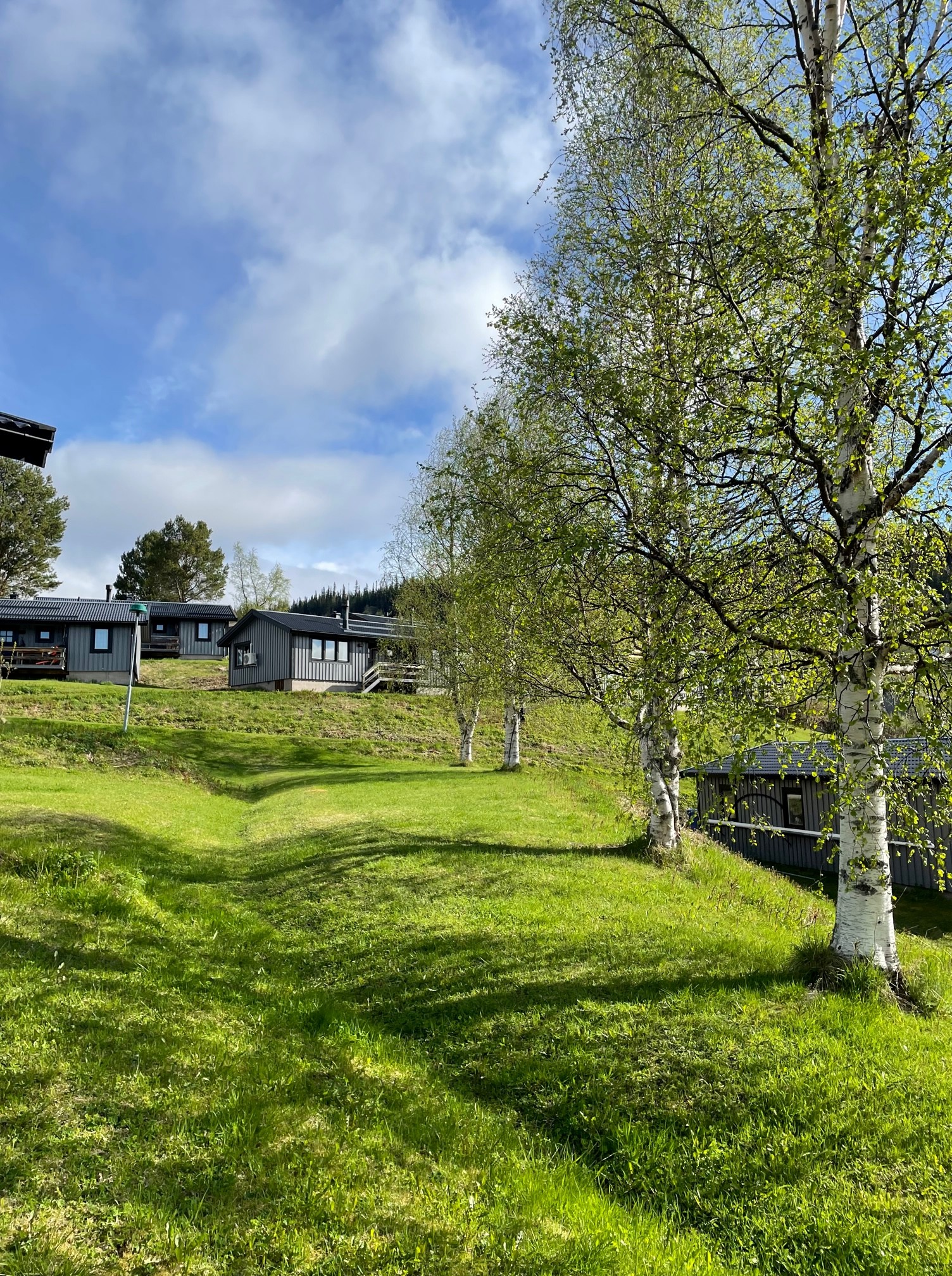 Där björkarna susa