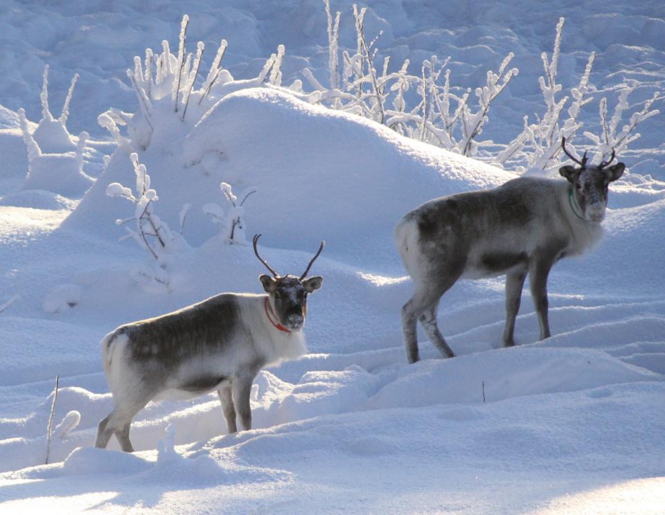 Sveriges sydligaste vildmark