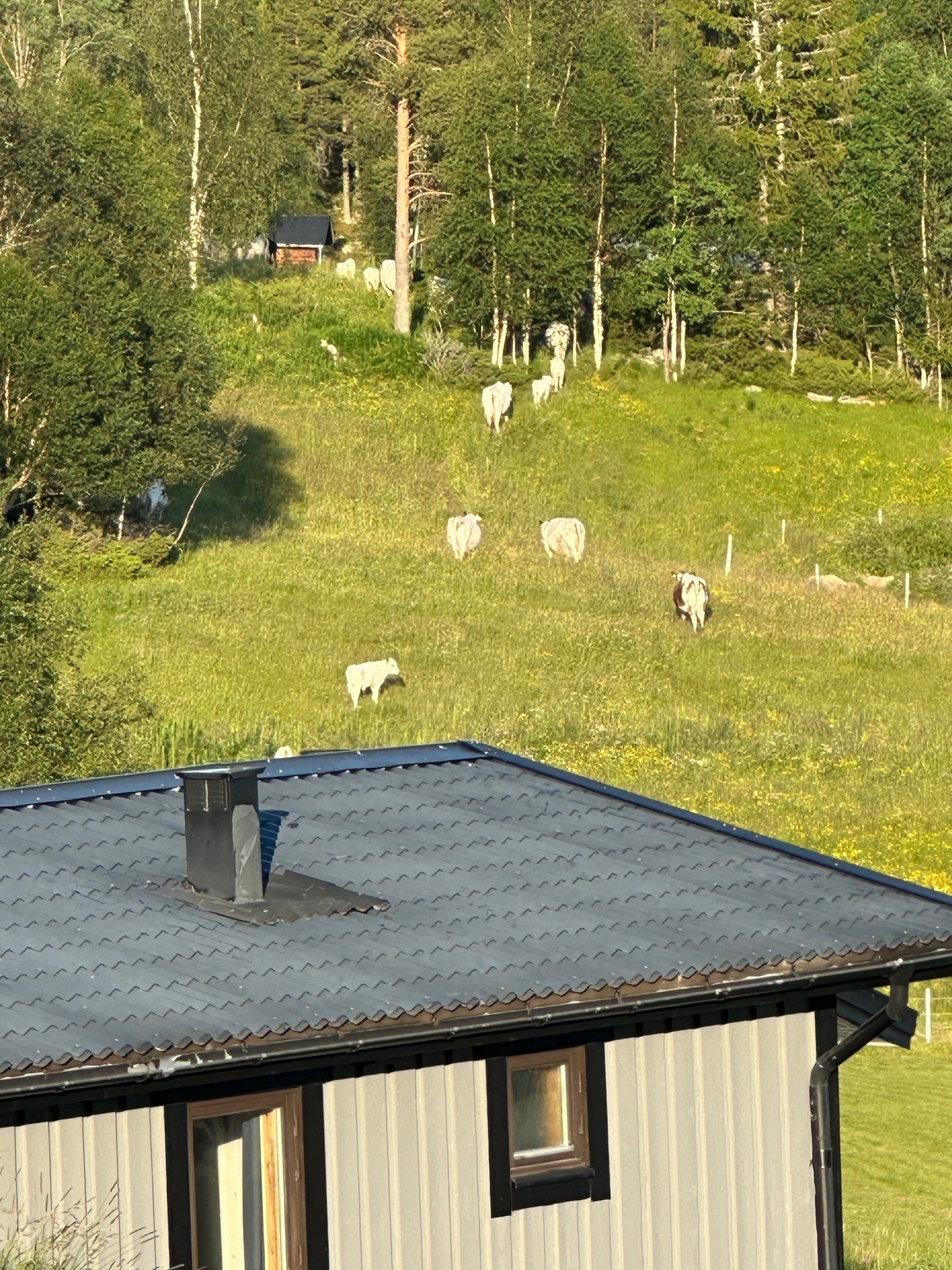  Levande fjällby