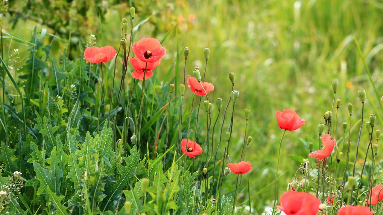 Natur, Nature, Växter bild