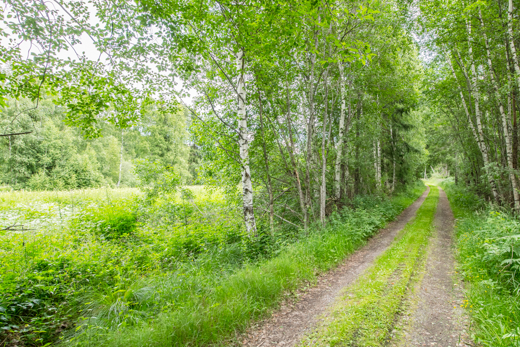 Vägen till skogen och sjön