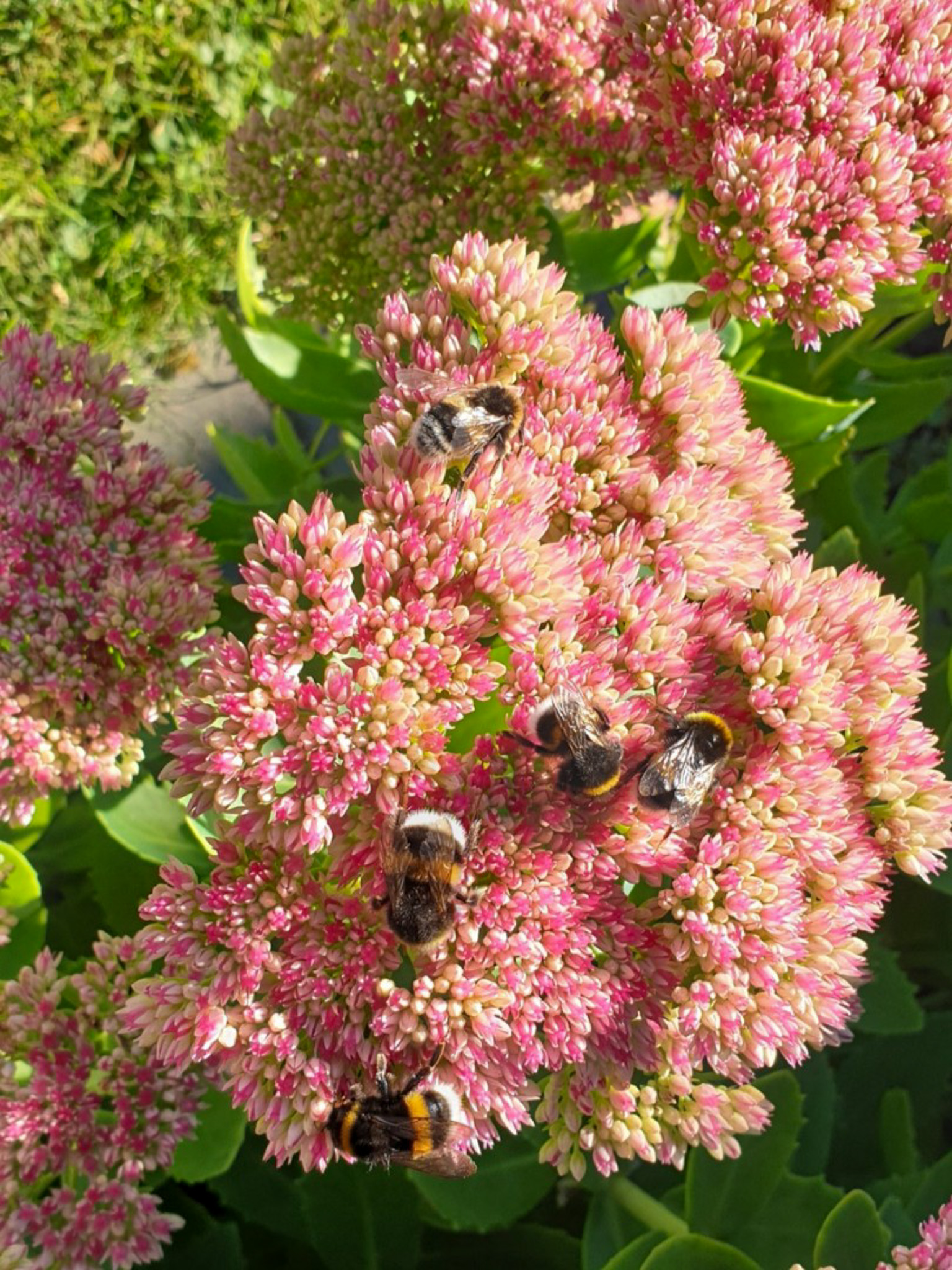Säljarens sommarbilder