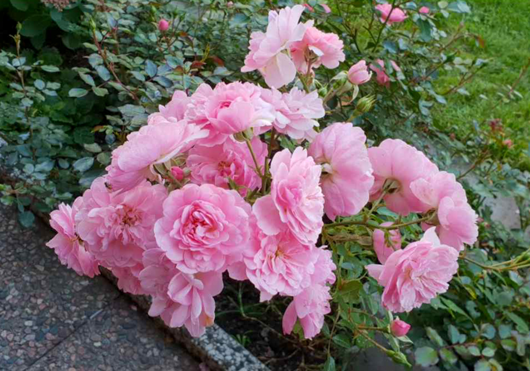 Säljarens sommarbilder