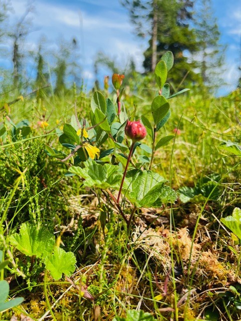 Hemfjällsbyn,  hjortron