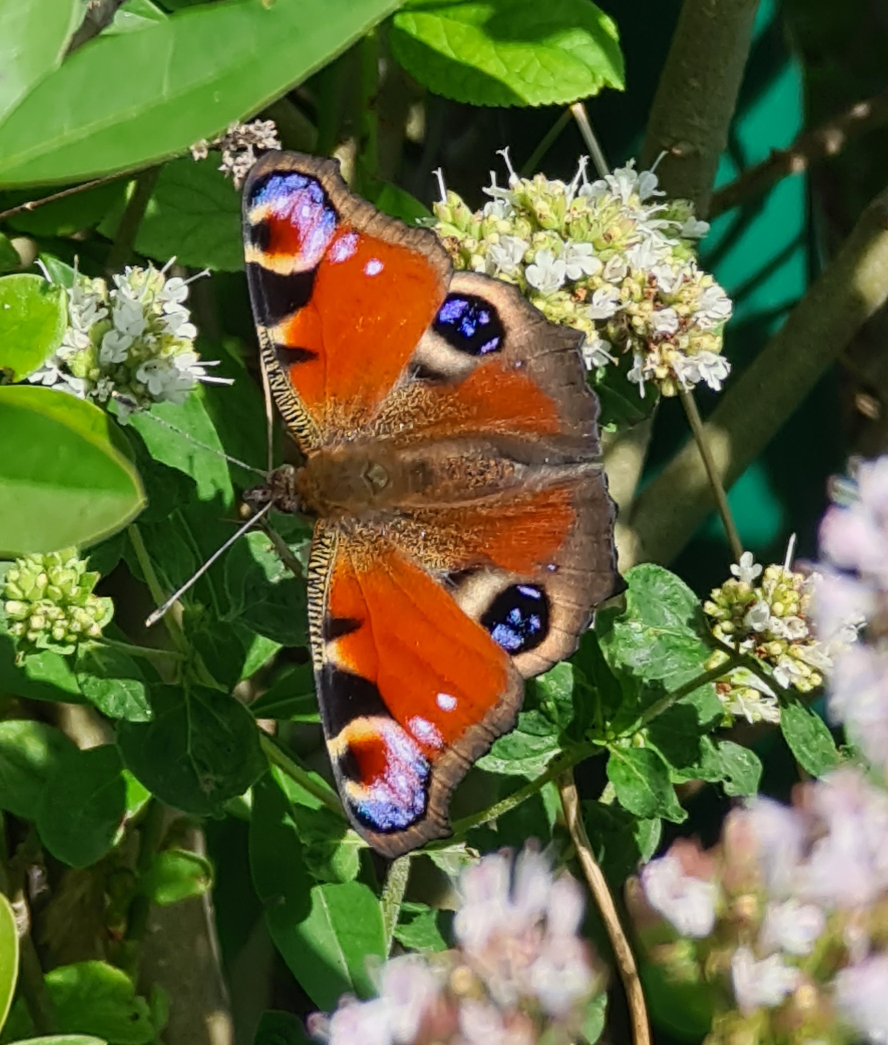 Säljarens sommarbild