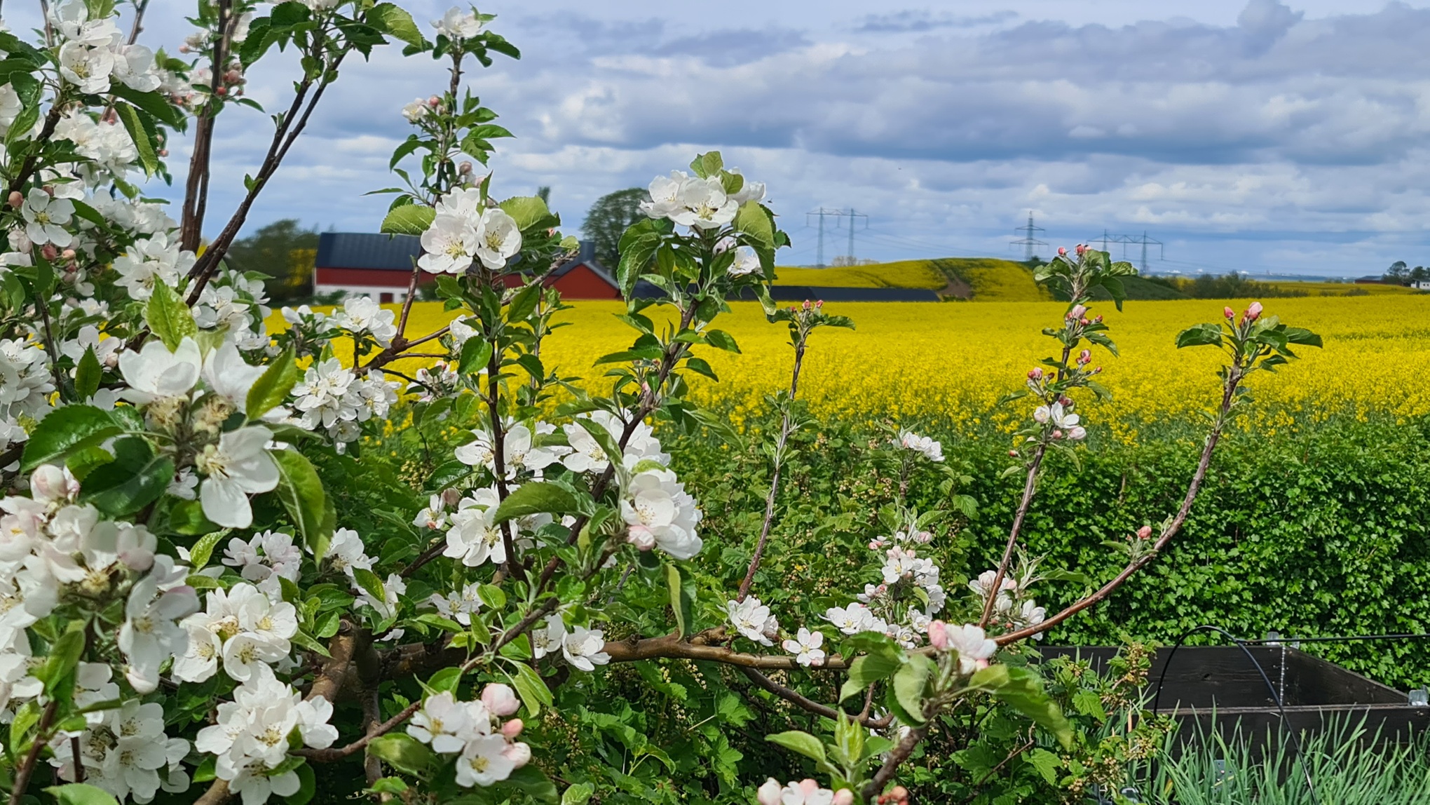 Fri utsikt över det skånska landskapet (Säljarens sommarbild)