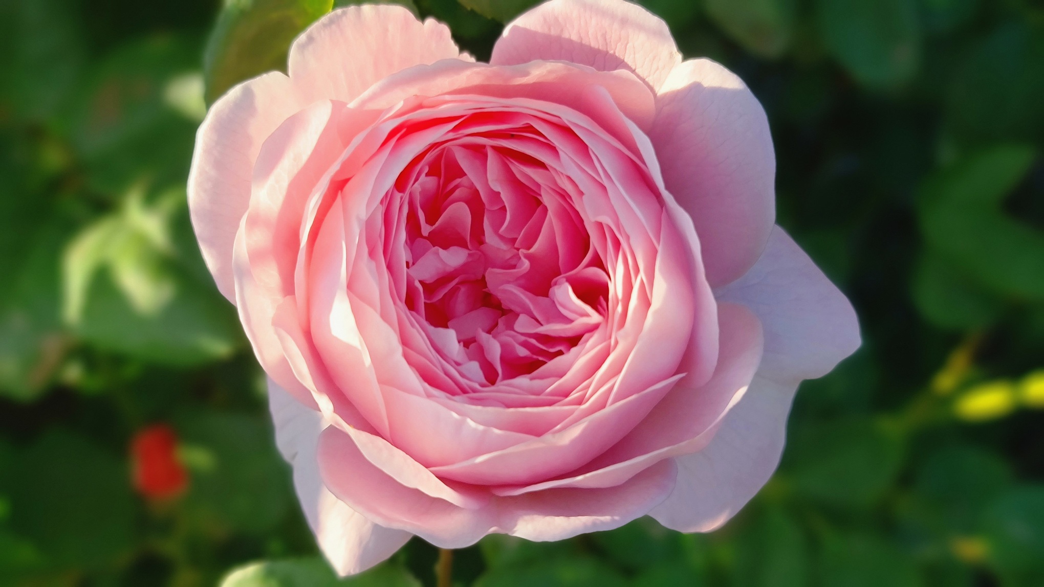 Vackra rosor! (Säljarens bild)