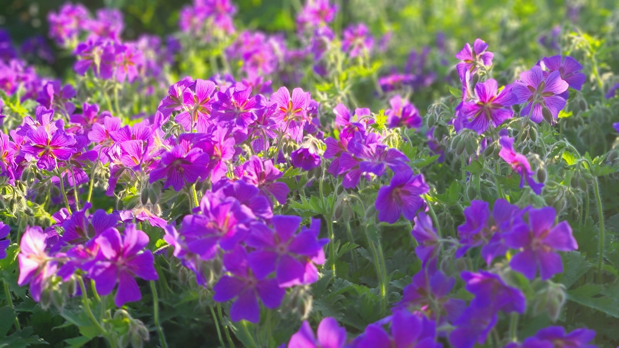 Säljarens sommarbild