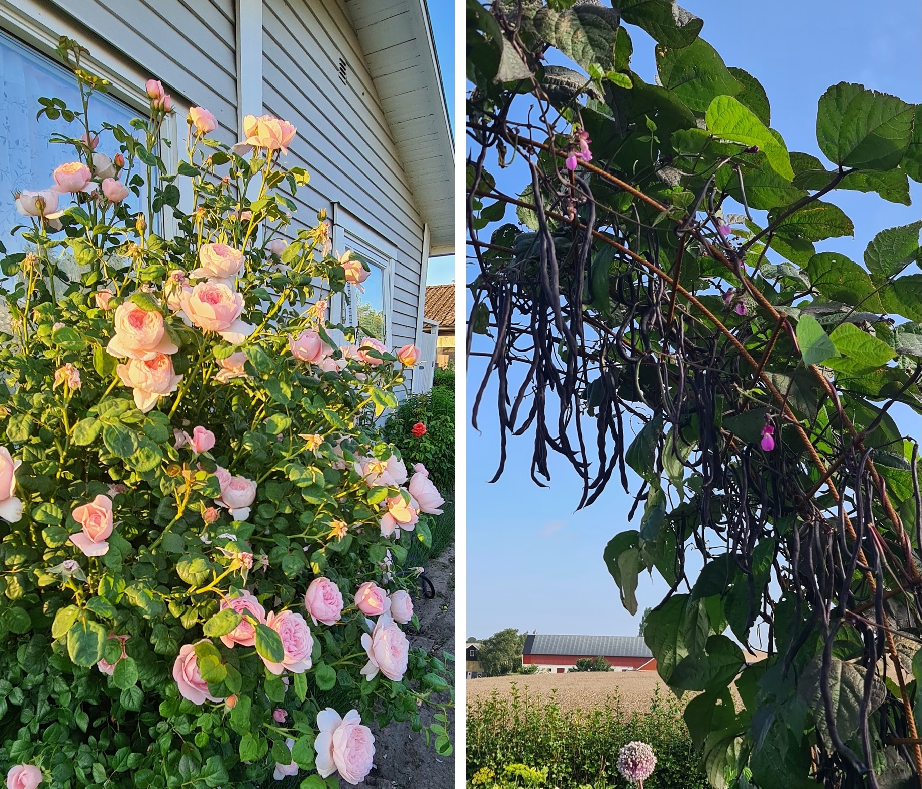 Säljaren sommarbild