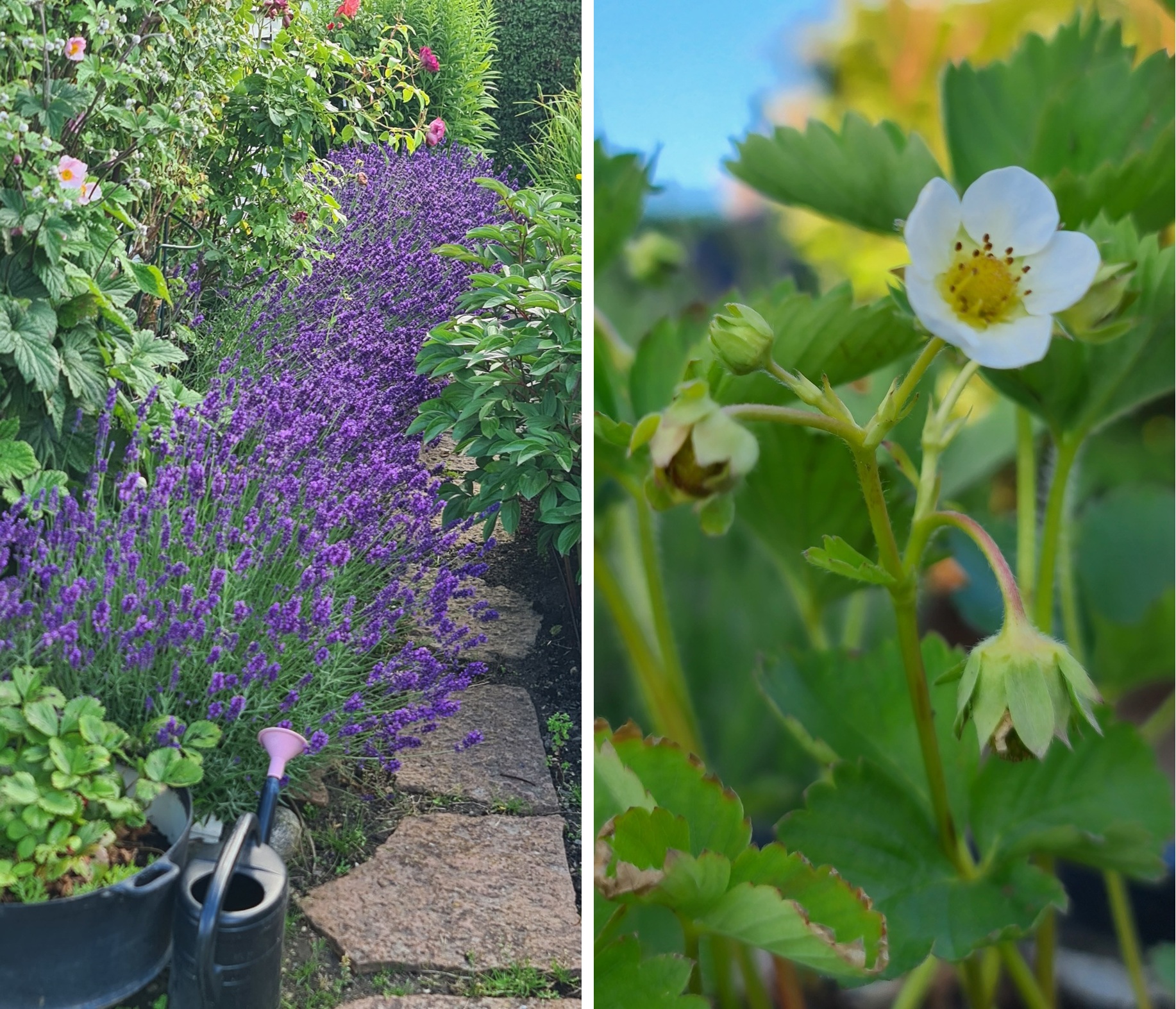 Säljarens sommarbild
