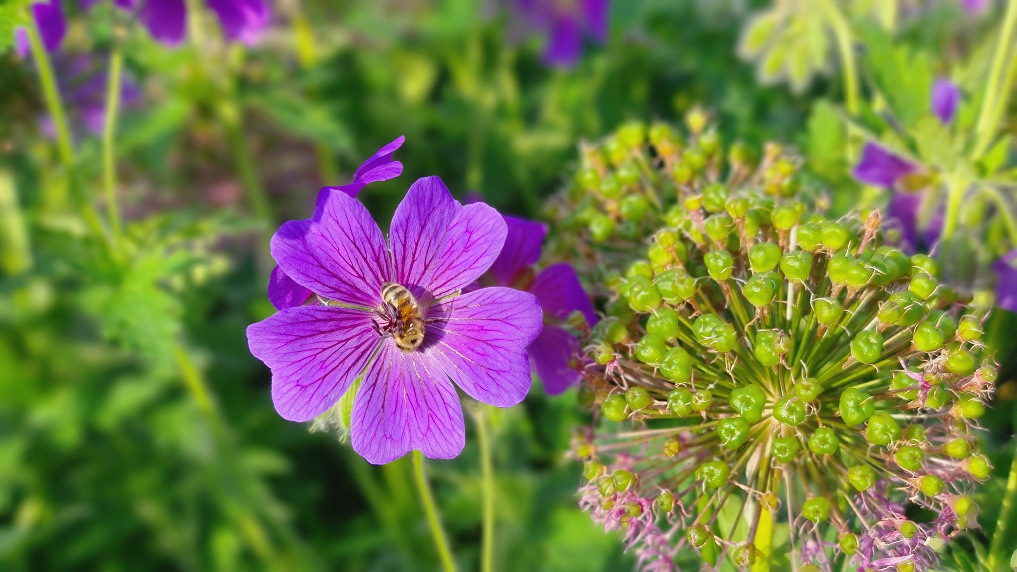Säljarens sommarbild