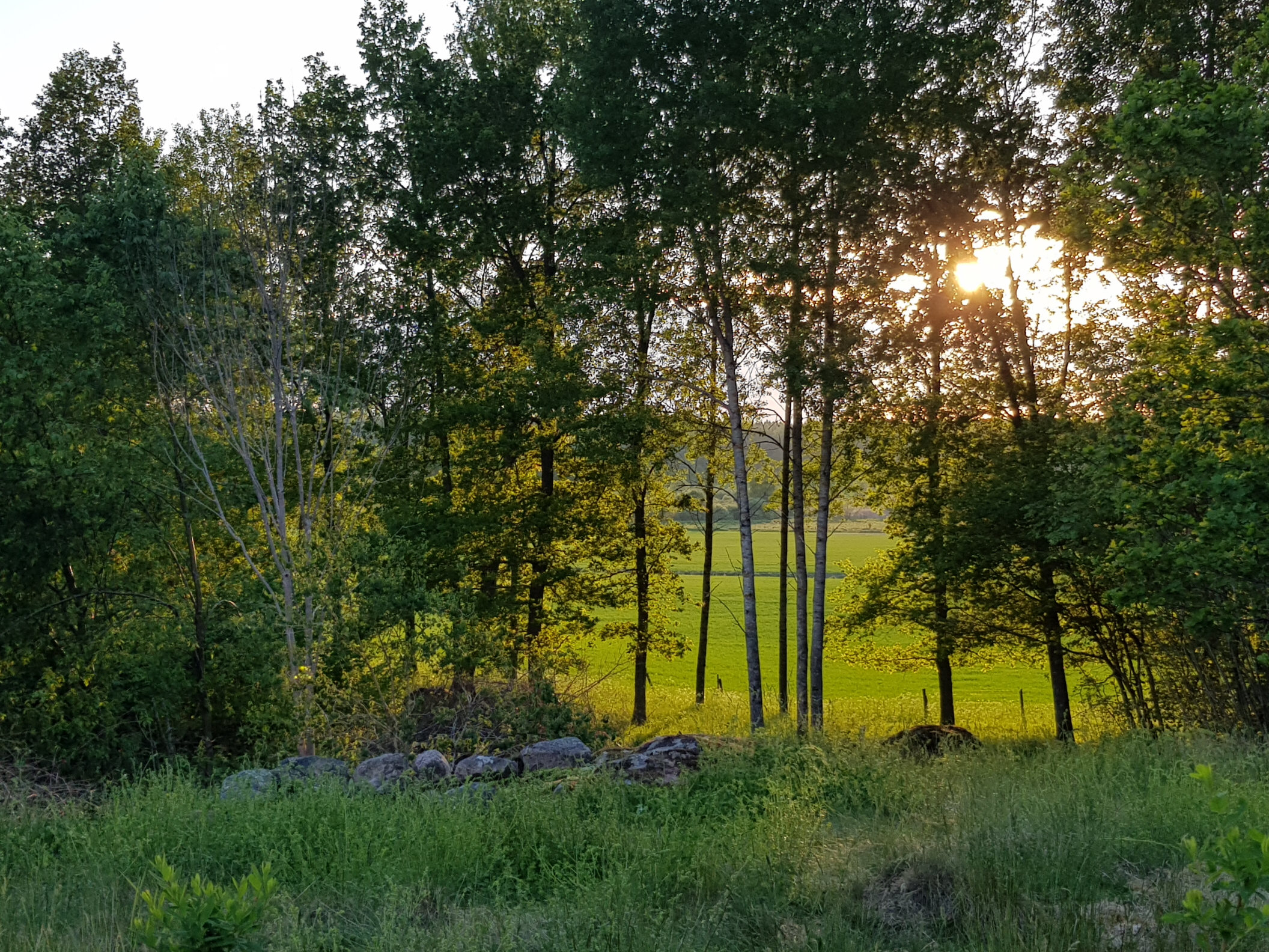 Utsikt från tomten (äldre sommarbild)