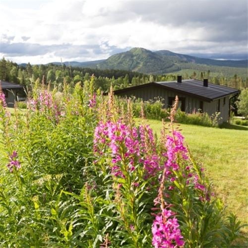 En oas uppe på fjället