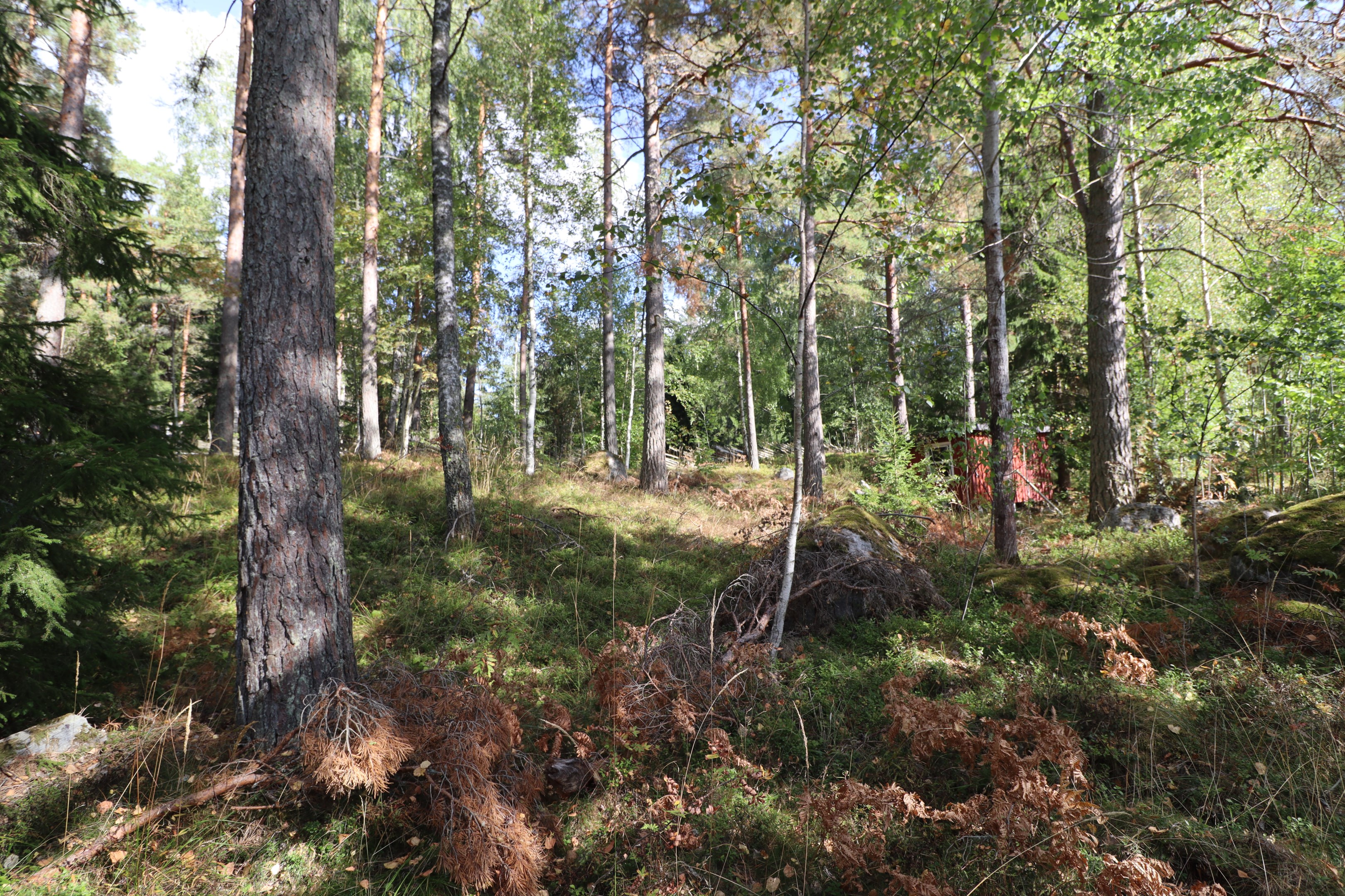 Tomt 3:51 med förrådsbod