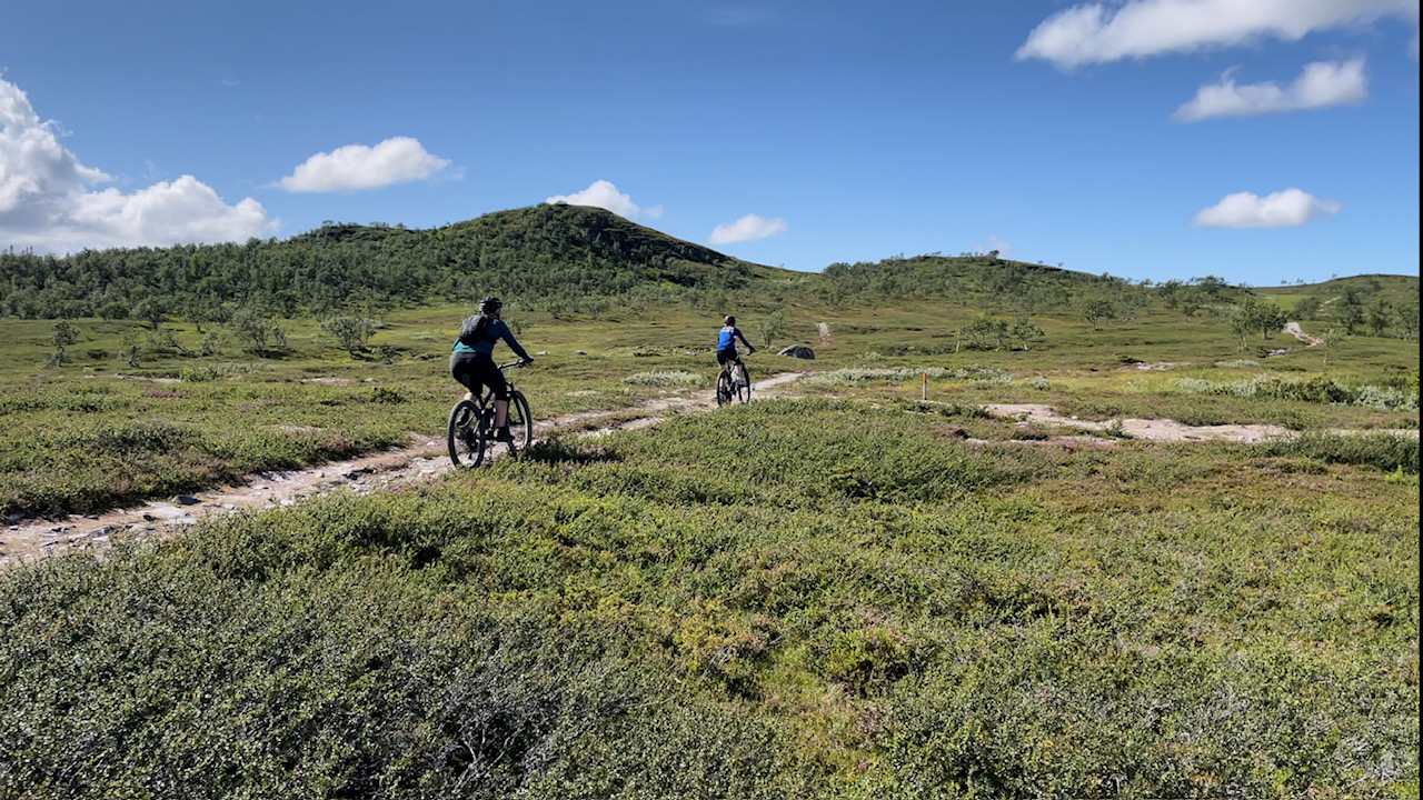 61. Cykla bland fjällbjörkar och dvärgfjällbjörkar. Känn den friska luften