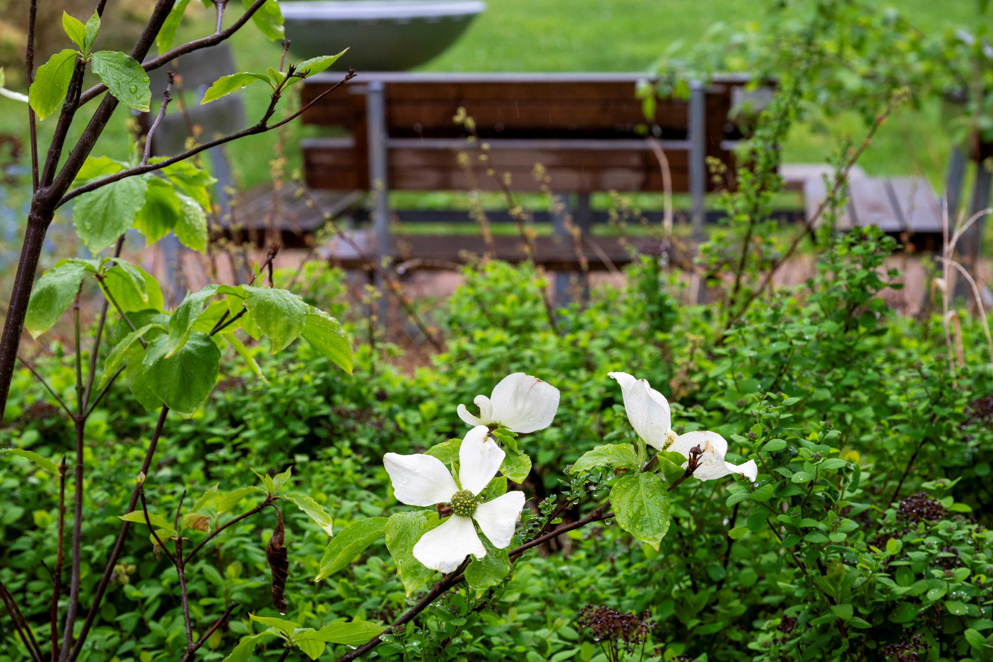 Vårblommande kornell