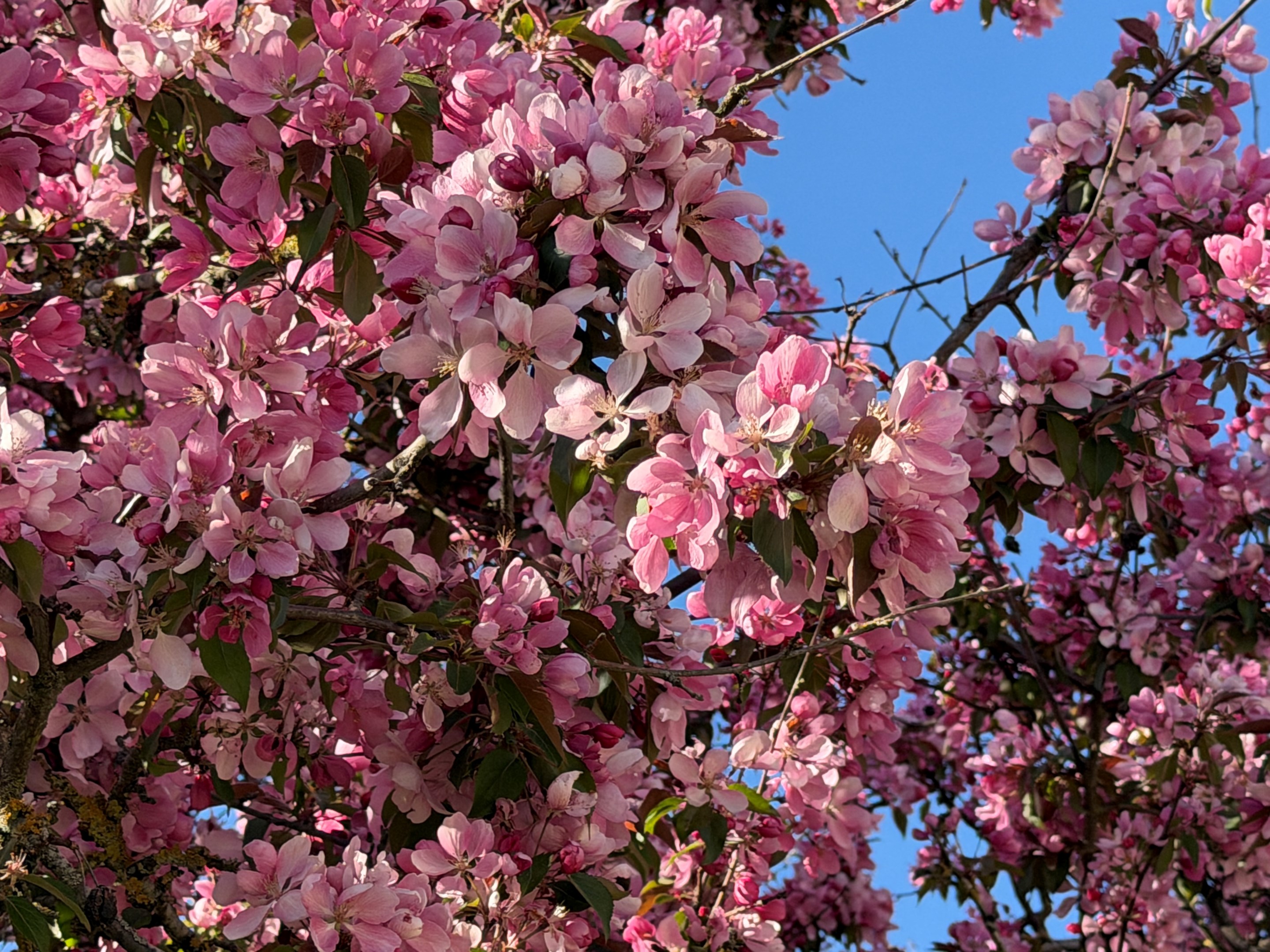 Vilken vacker blomsterprakt