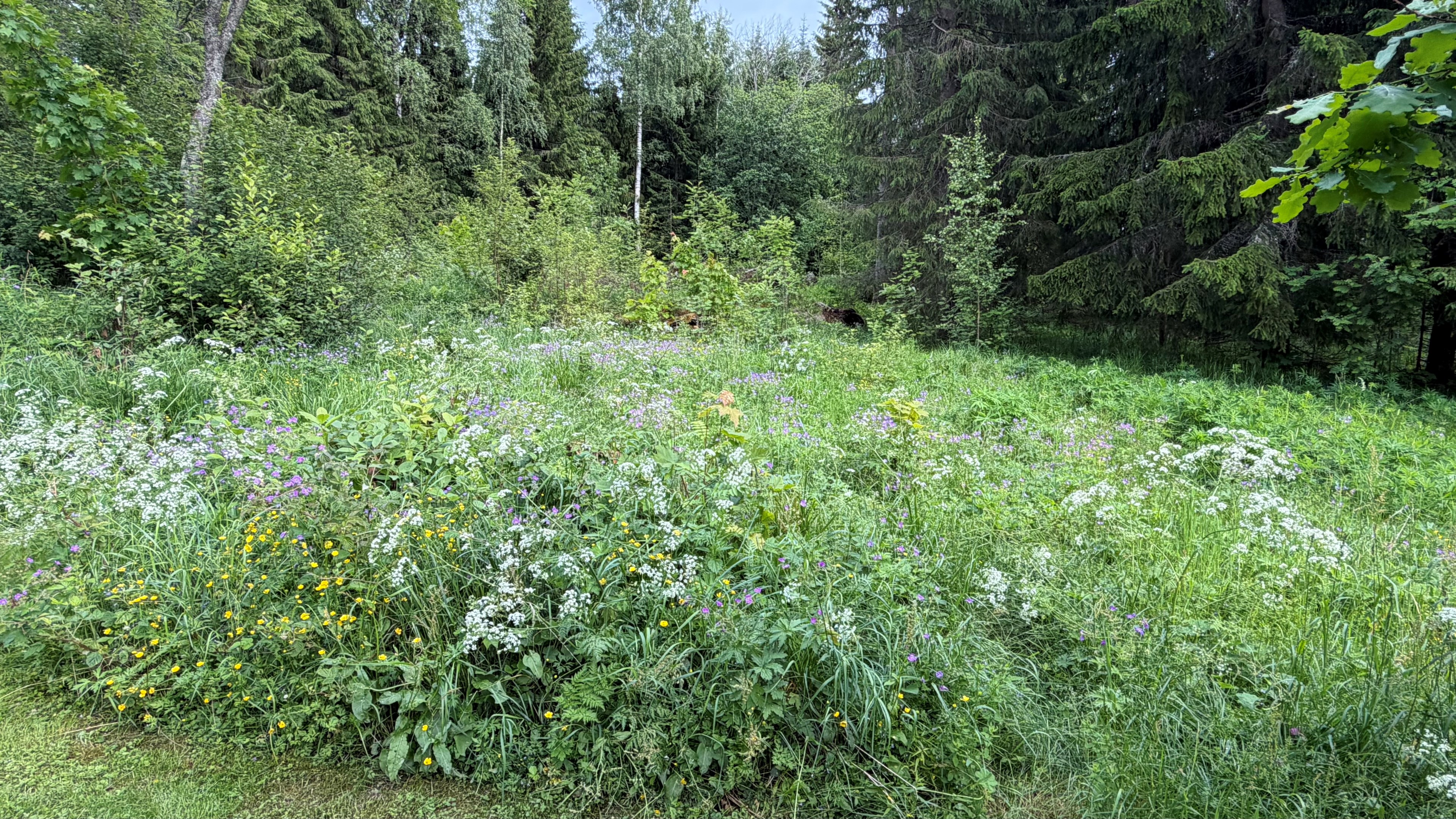 Grönskande sommarblomster