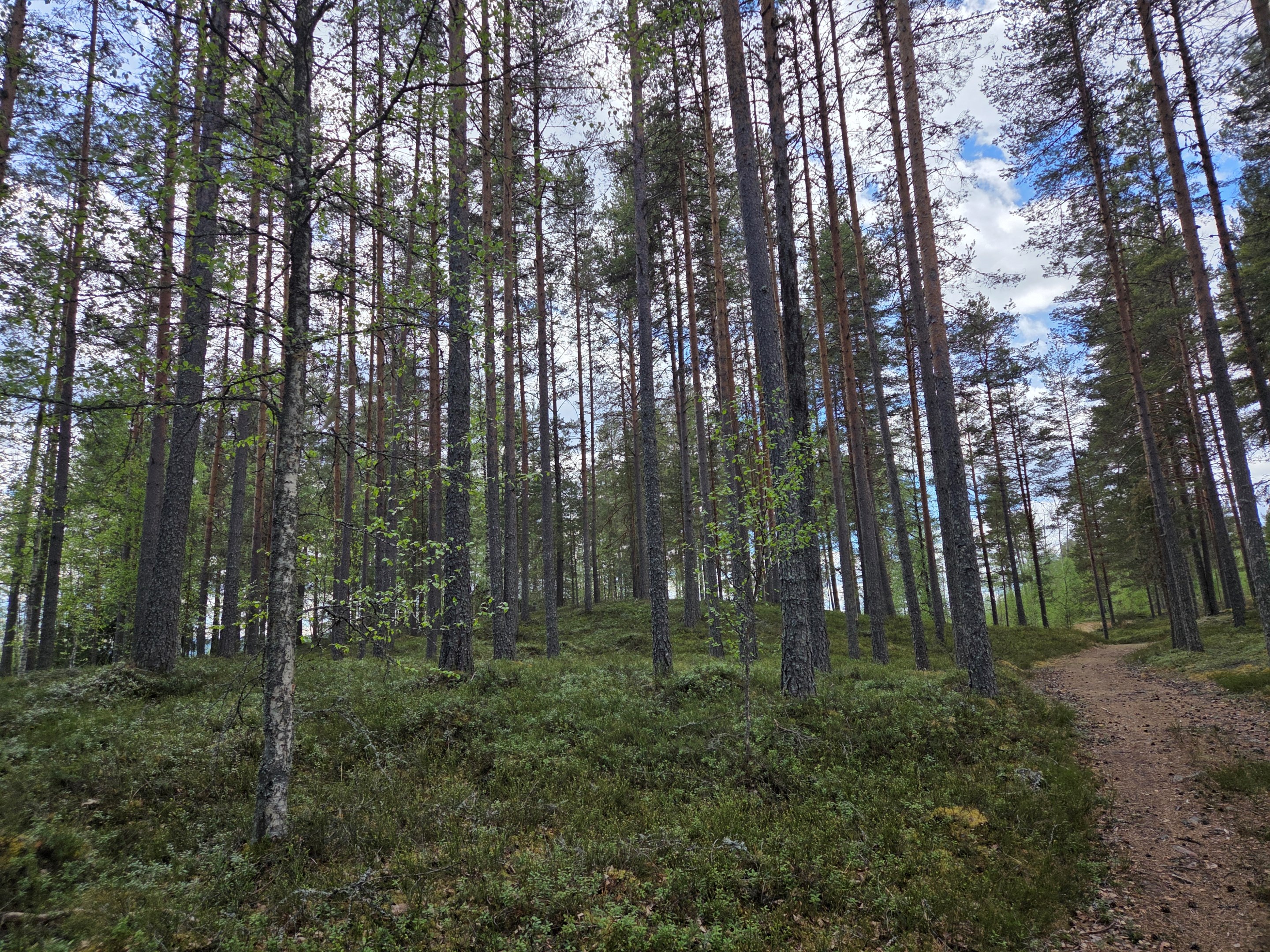 Skogsdelen