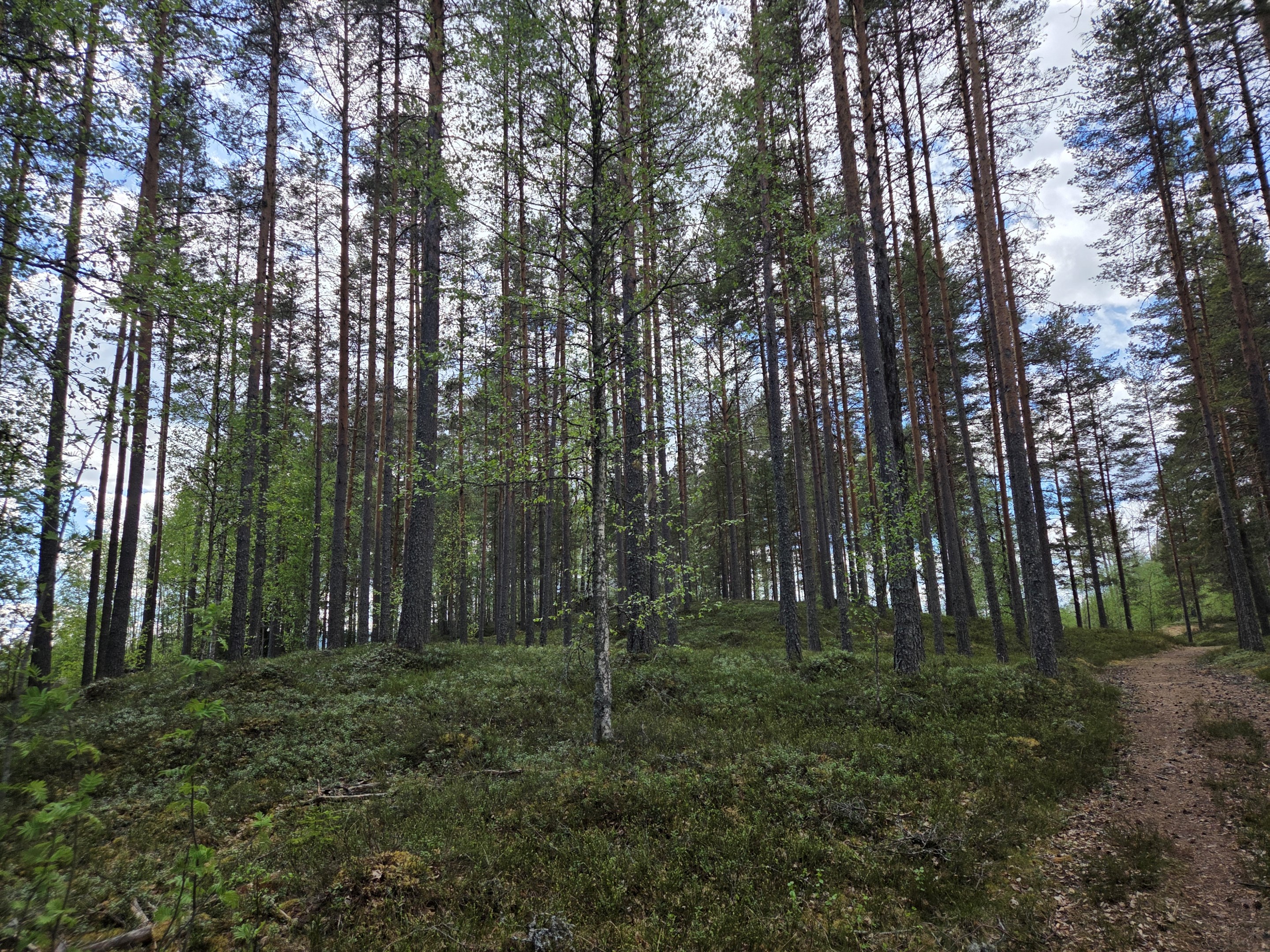 Skogsdelen