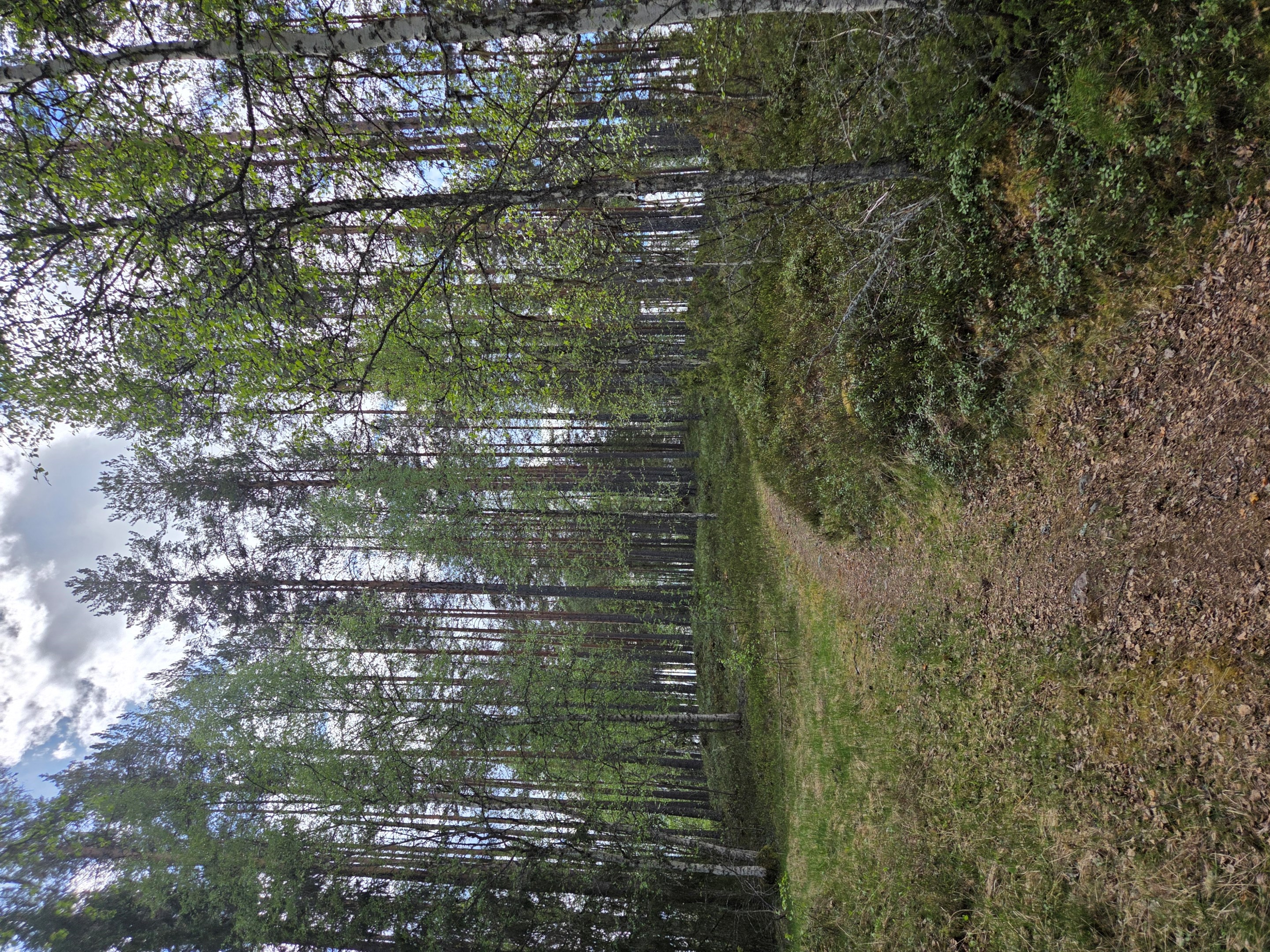Skogsdelen
