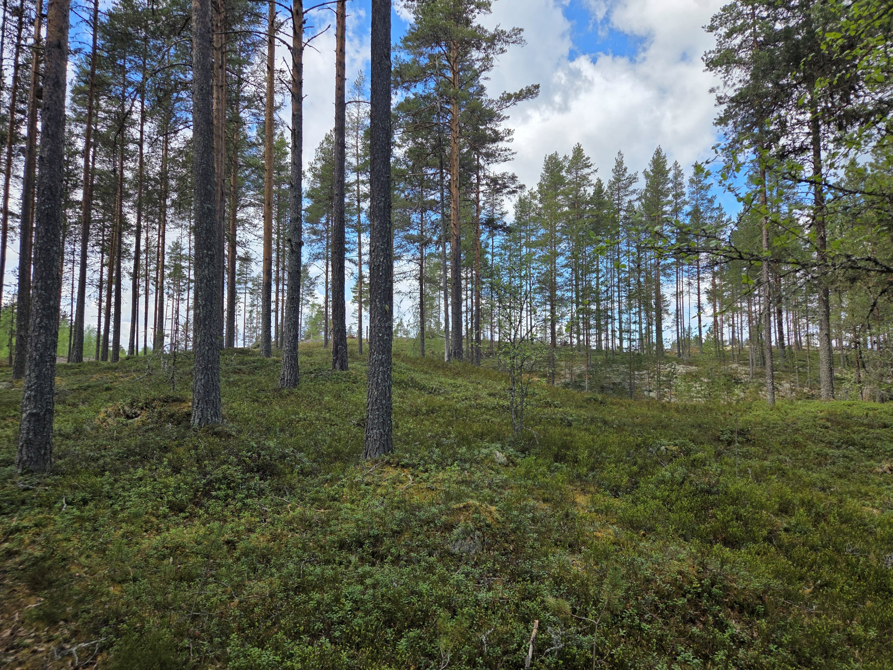 Skogsdelen