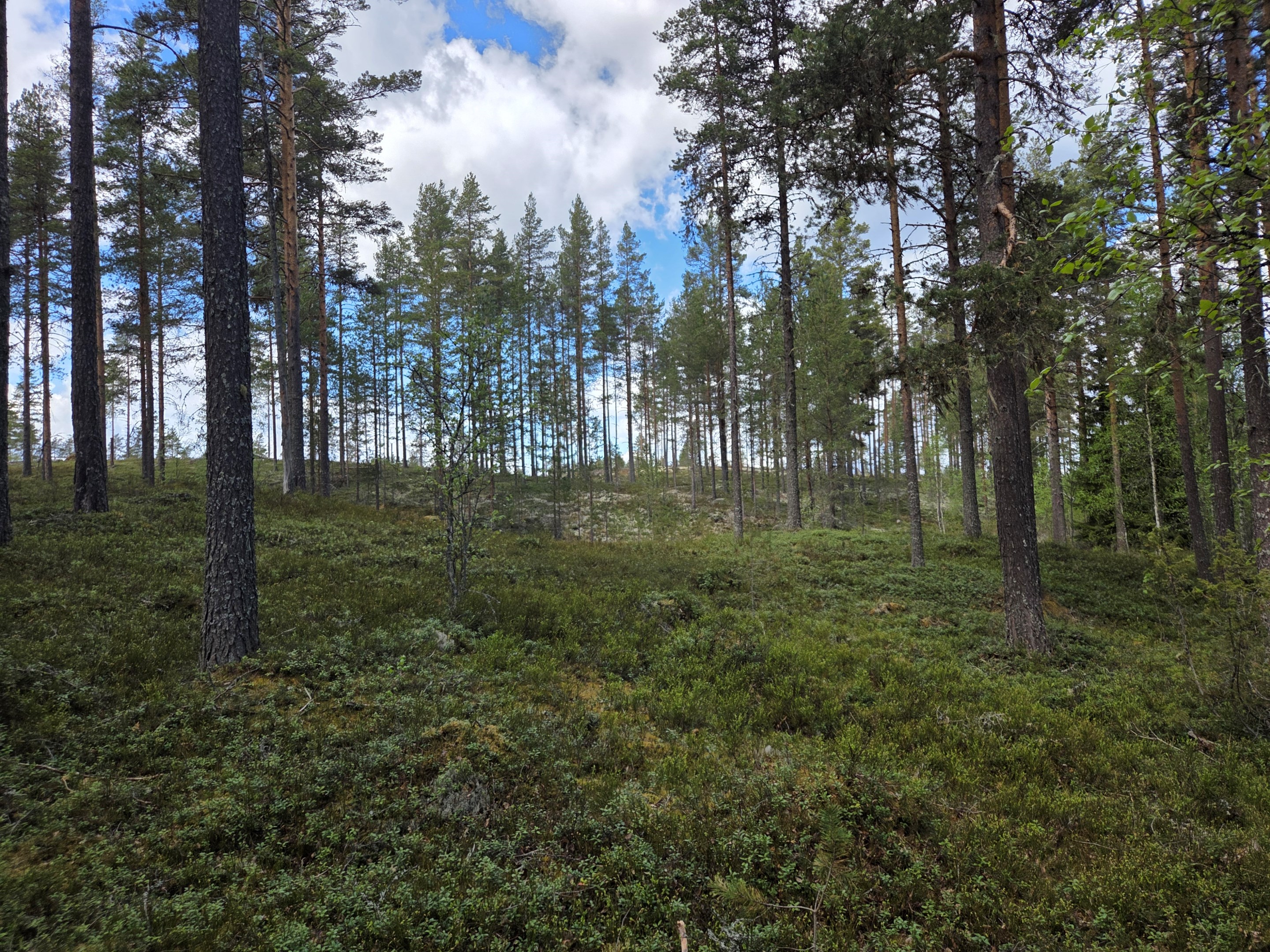 Skogsdelen