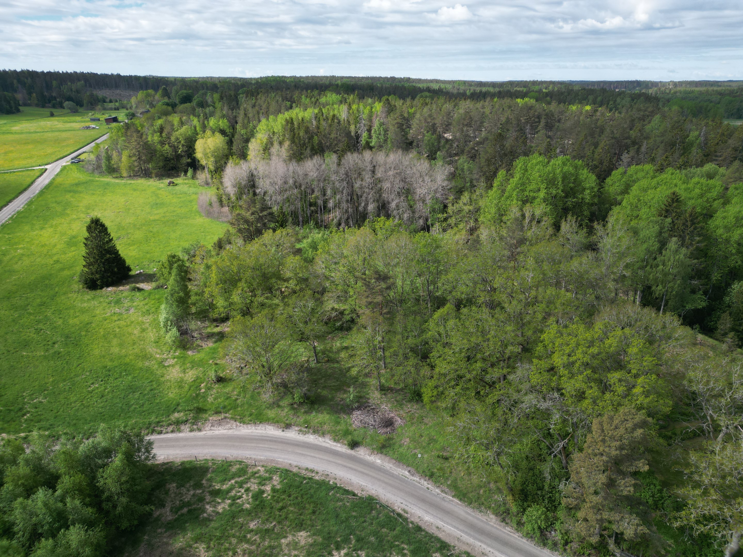 Fin naturtomt med stora ekar