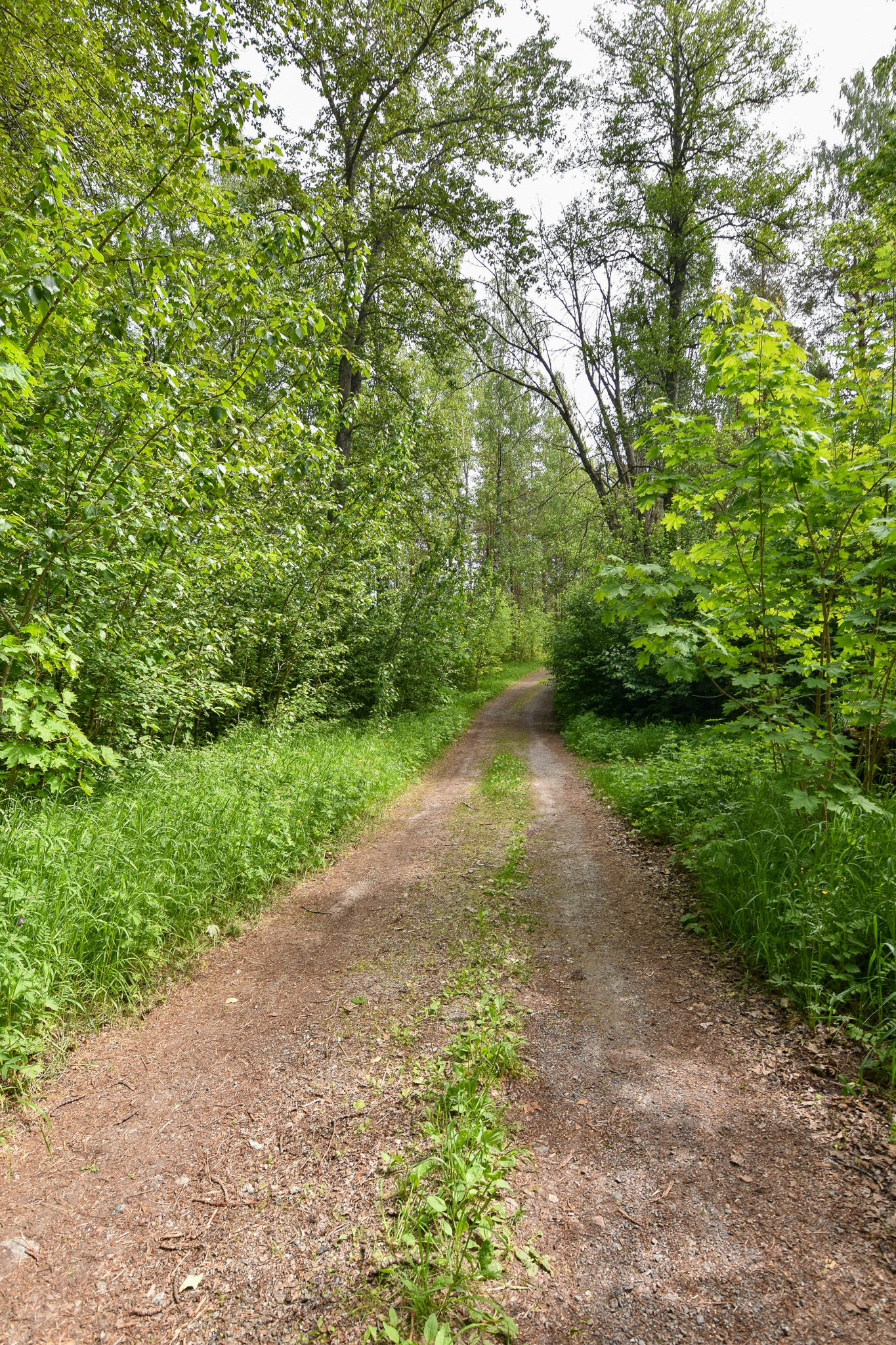Väg ner till havet