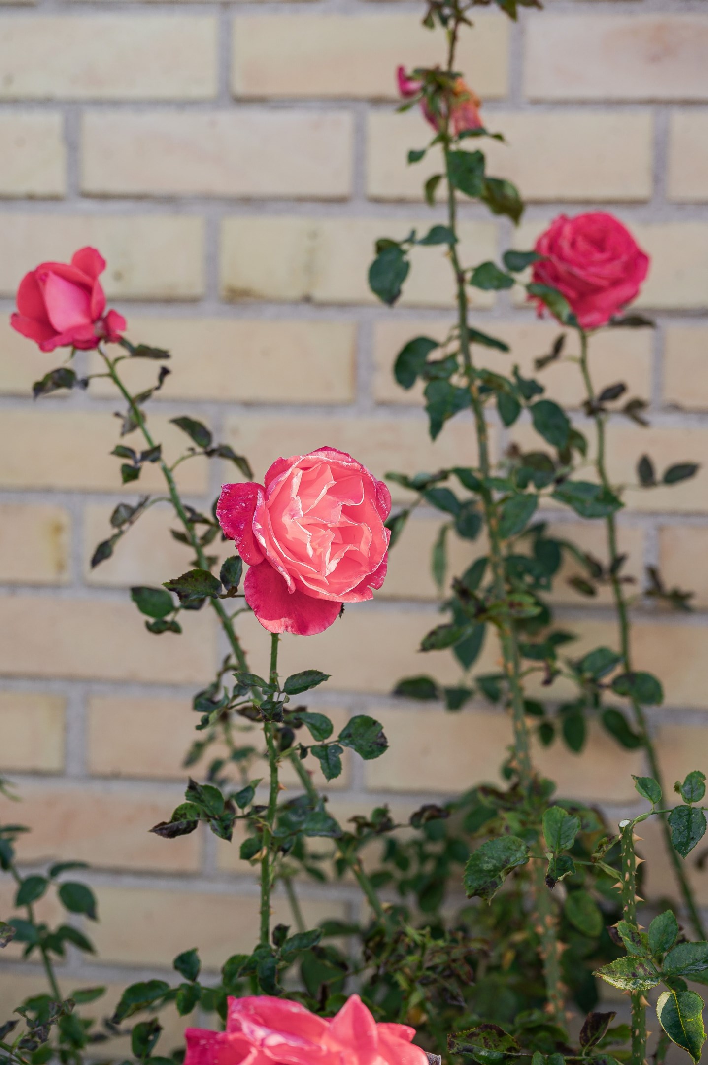 Framsidan pryds av vackra rosor