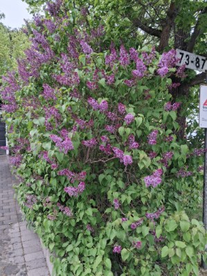 Säljarens egna bilder