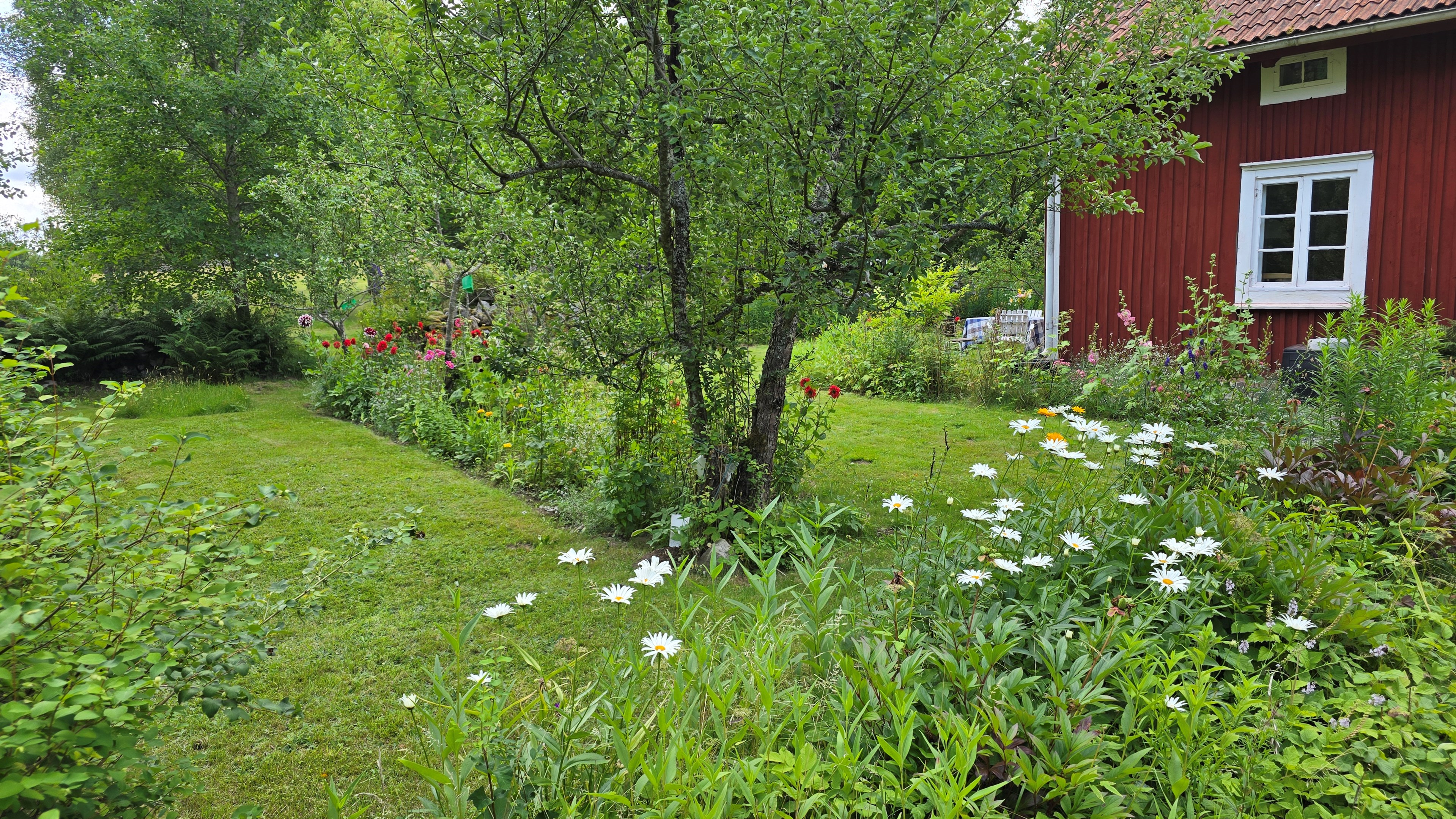007 1_hus_tradgard-med-prastkragar-vid-huset