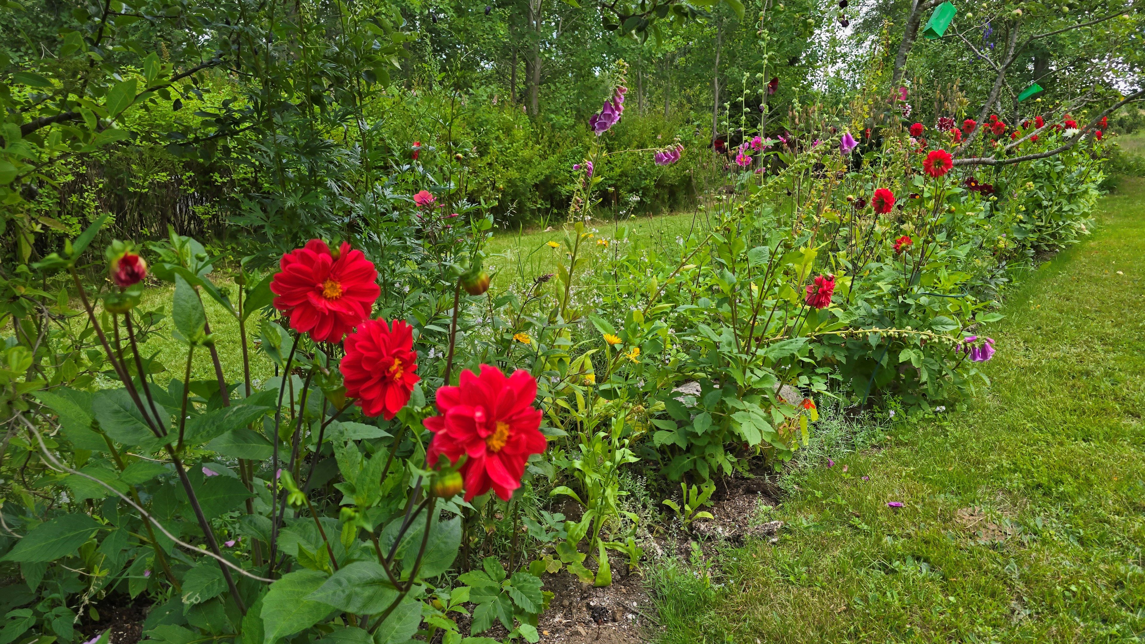 009 1_hus_dahliarabatt