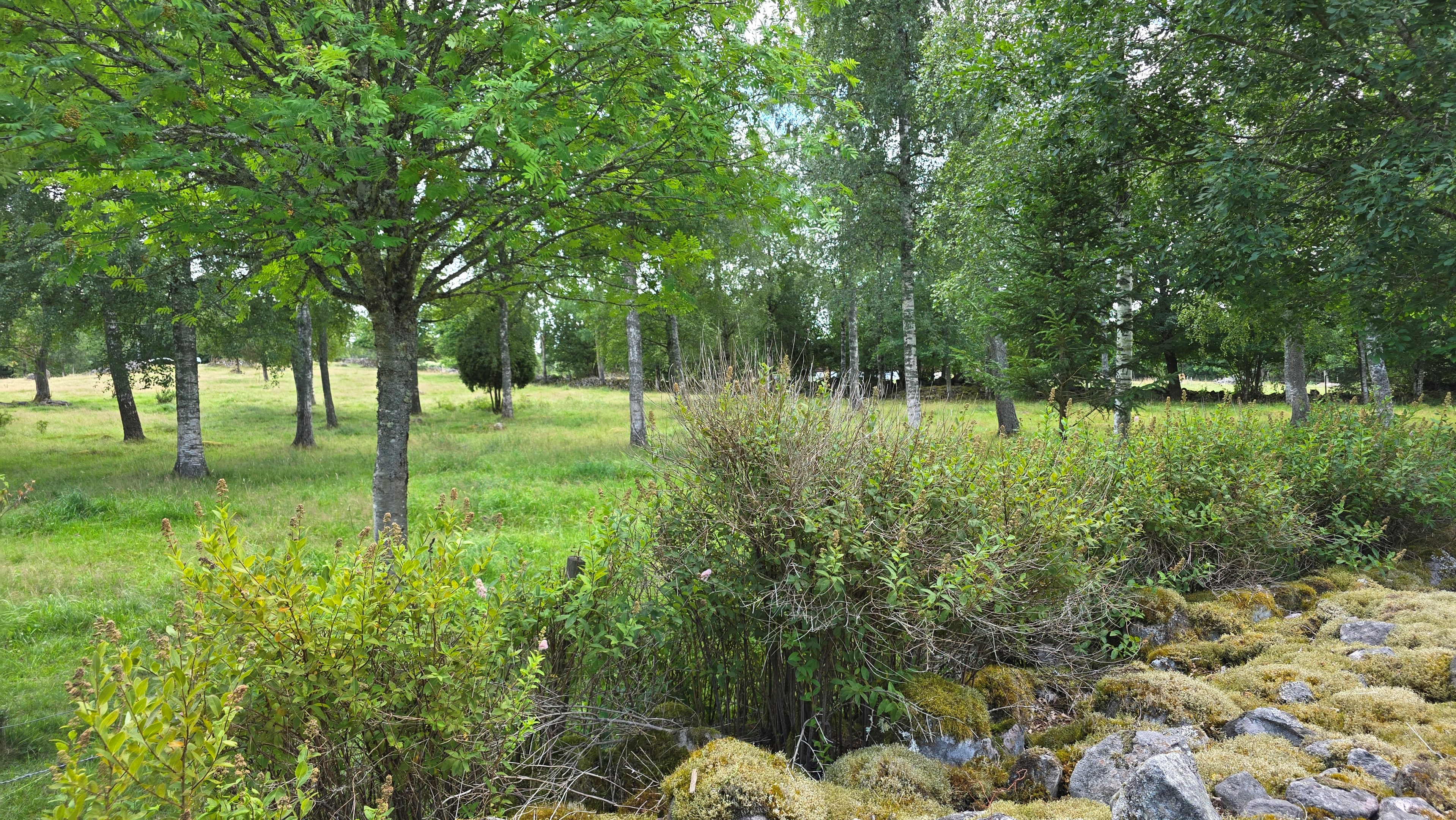 089 6_tomt_tomt-med-trad-och-stenmur
