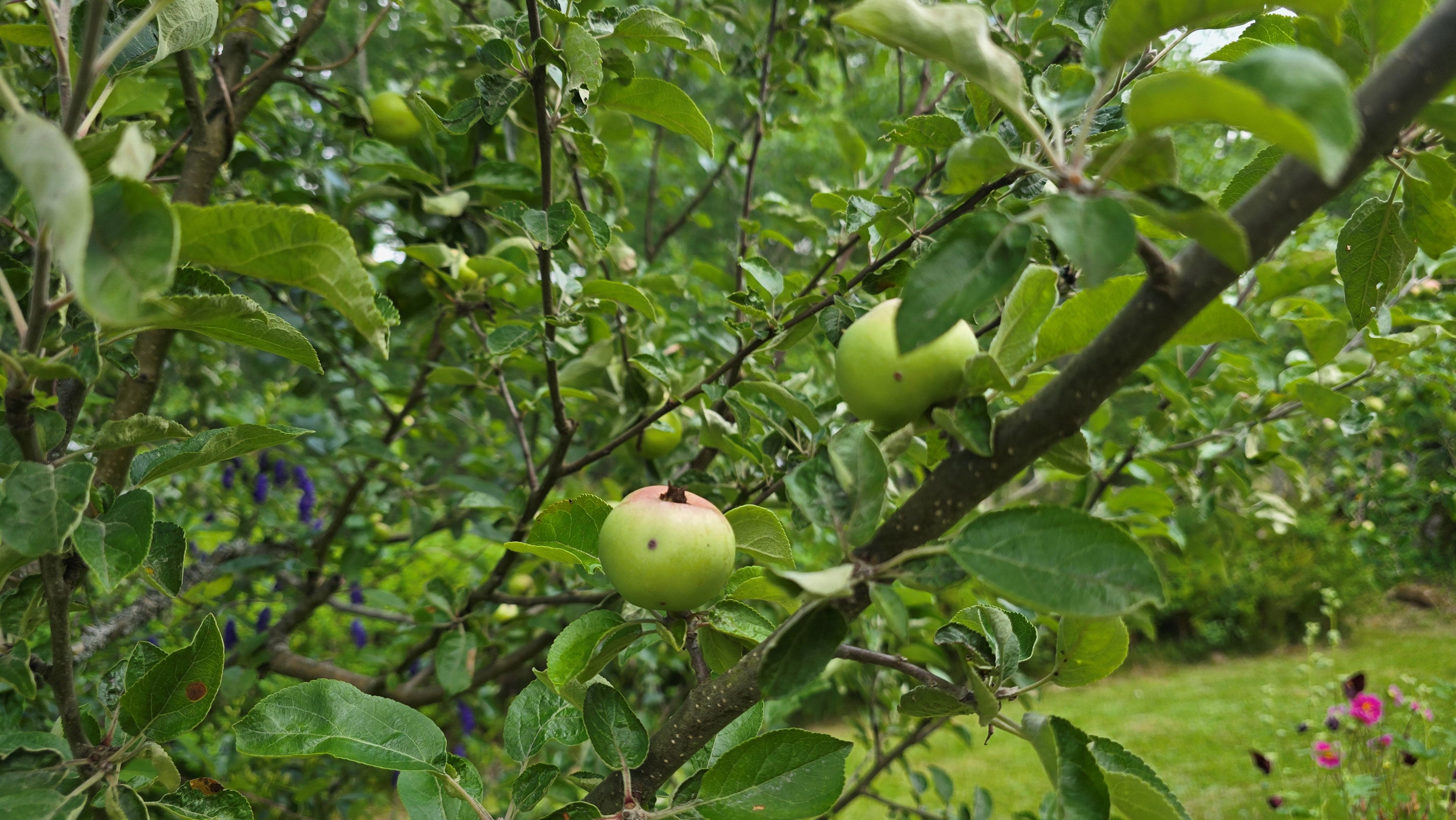 093 6_tomt_applen