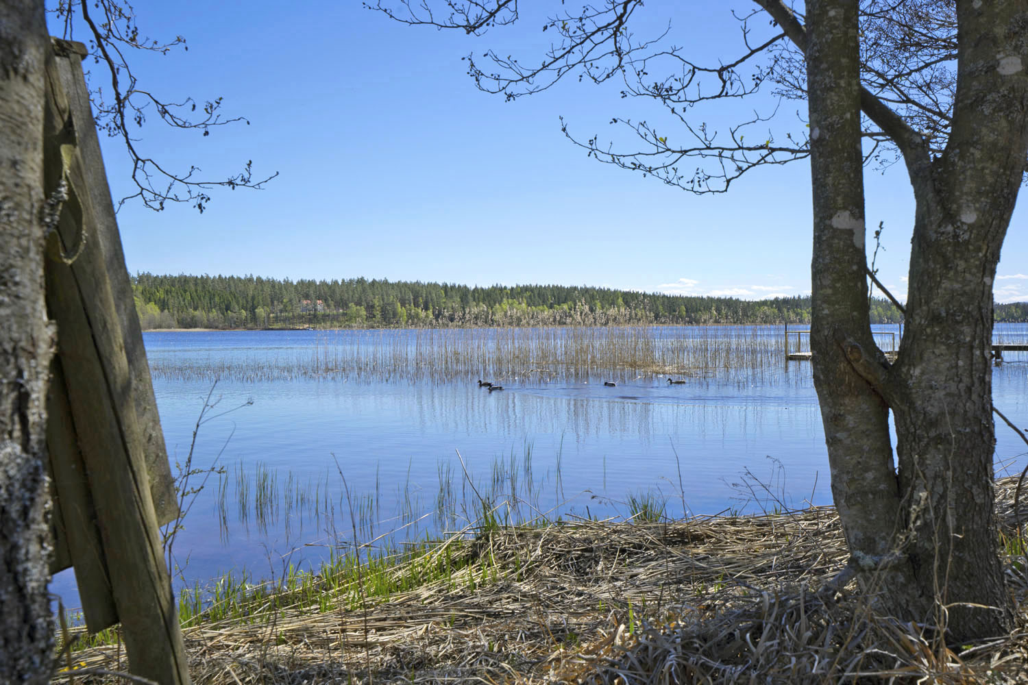 Linnesjön